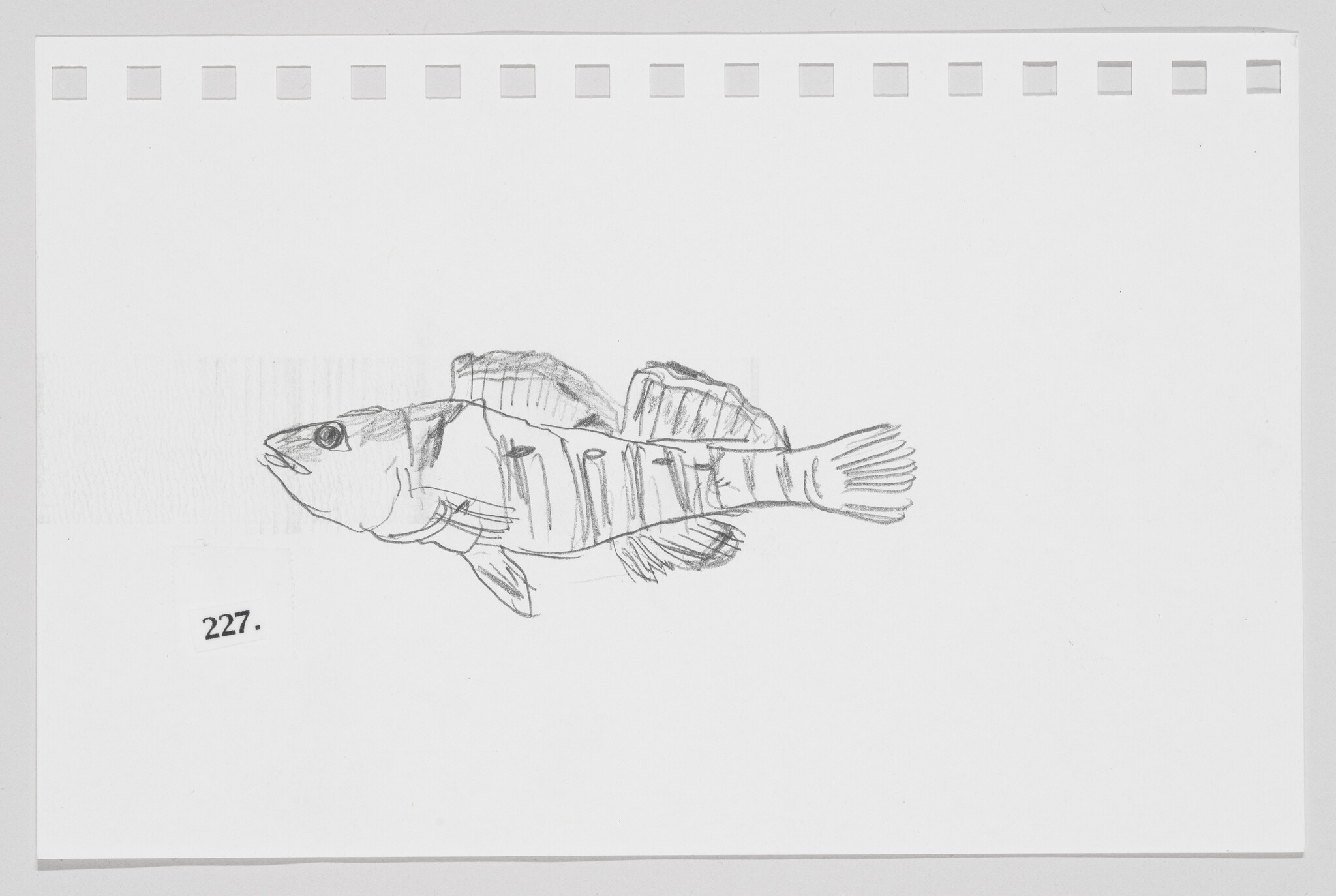 Sketch of a fish on a piece of paper with perforated edges, numbered 227.
