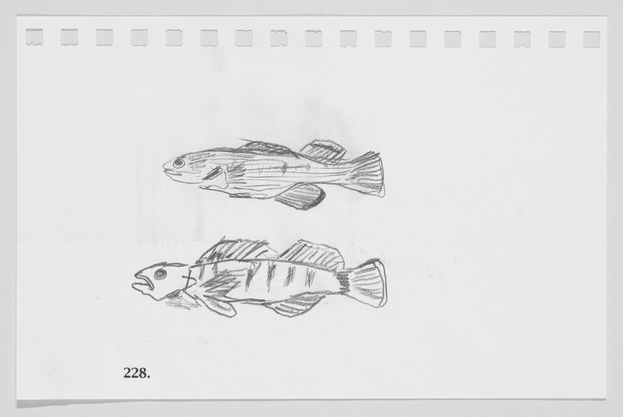 Two pencil-drawn fish on paper, one striped and one plain, with the number 228.