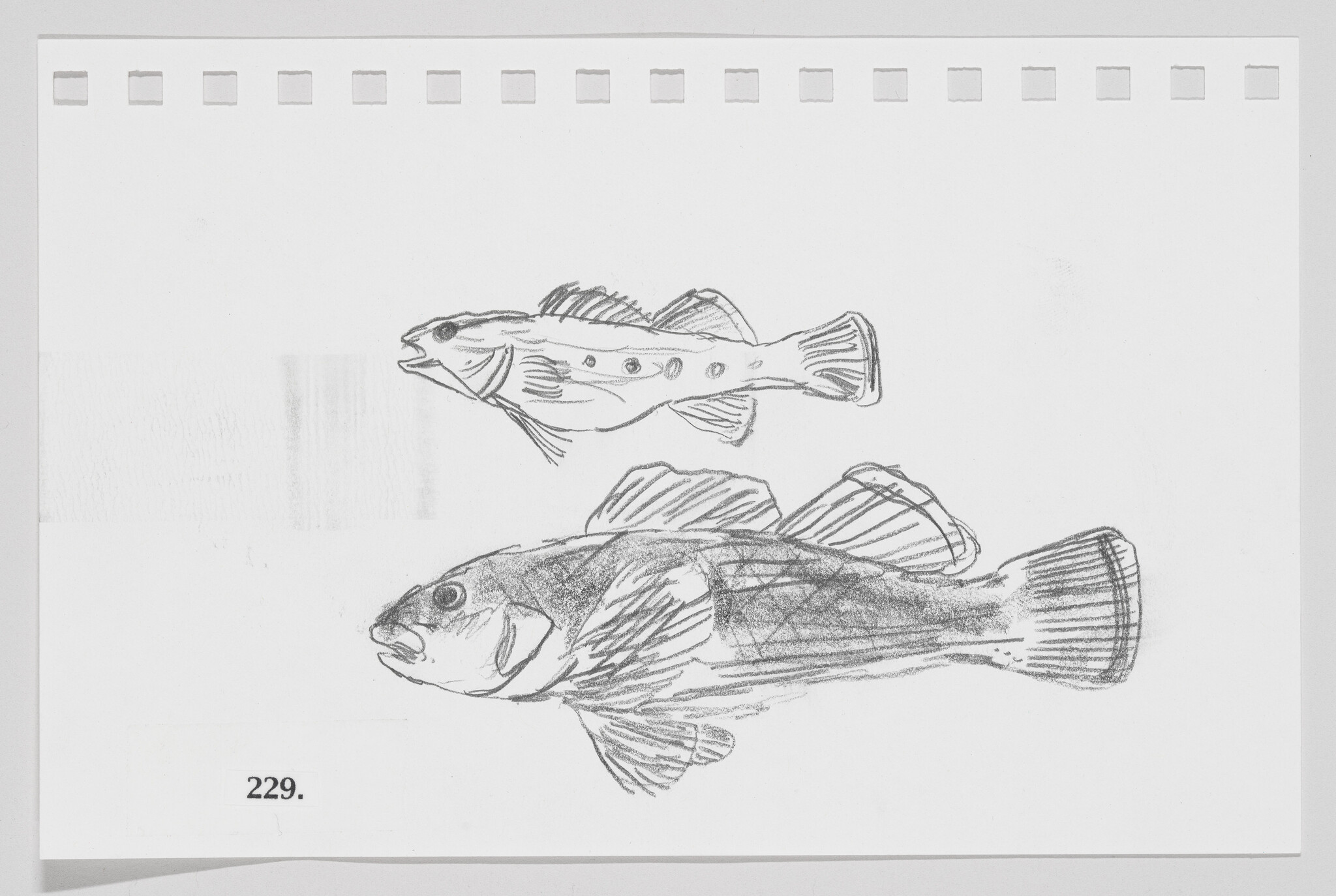 Sketch of two fish on a piece of paper with perforated edges, numbered 229.