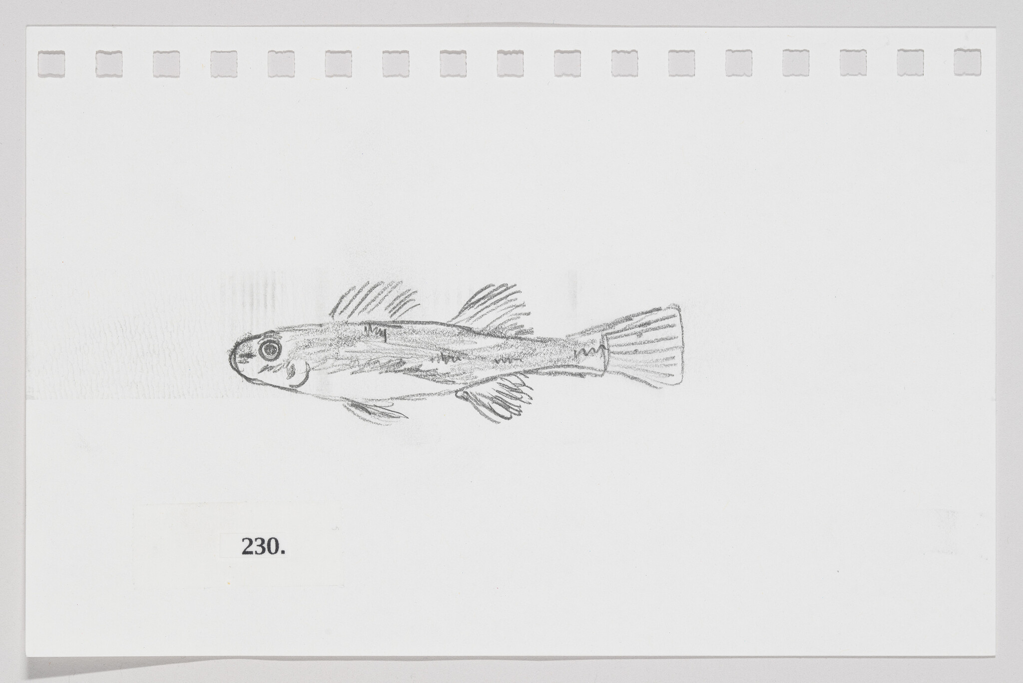 Sketch of a fish on a piece of paper with perforated edges, labeled with the number 230.