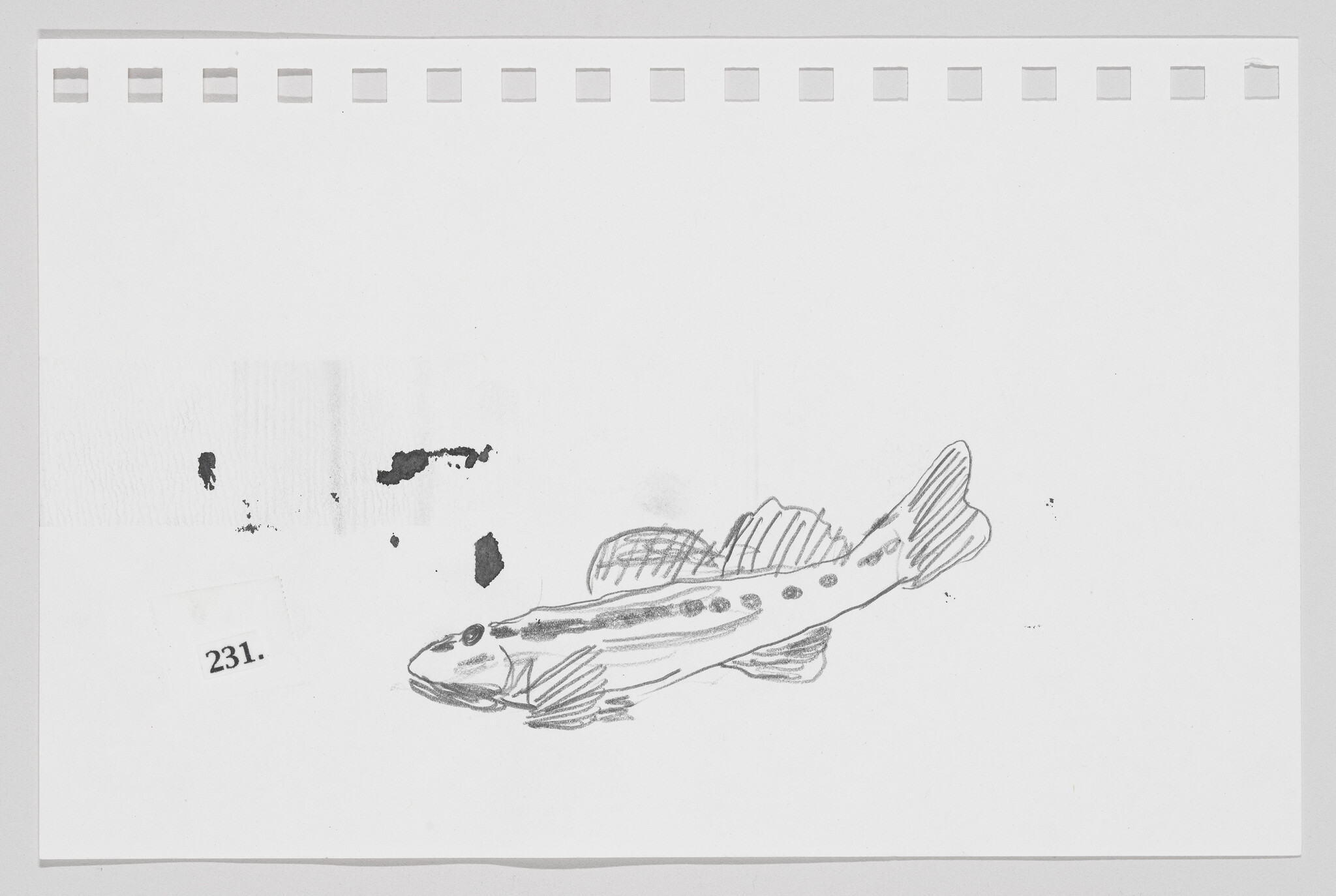 Sketch of a fish-shaped airplane on a piece of paper with smudges and the number 231.