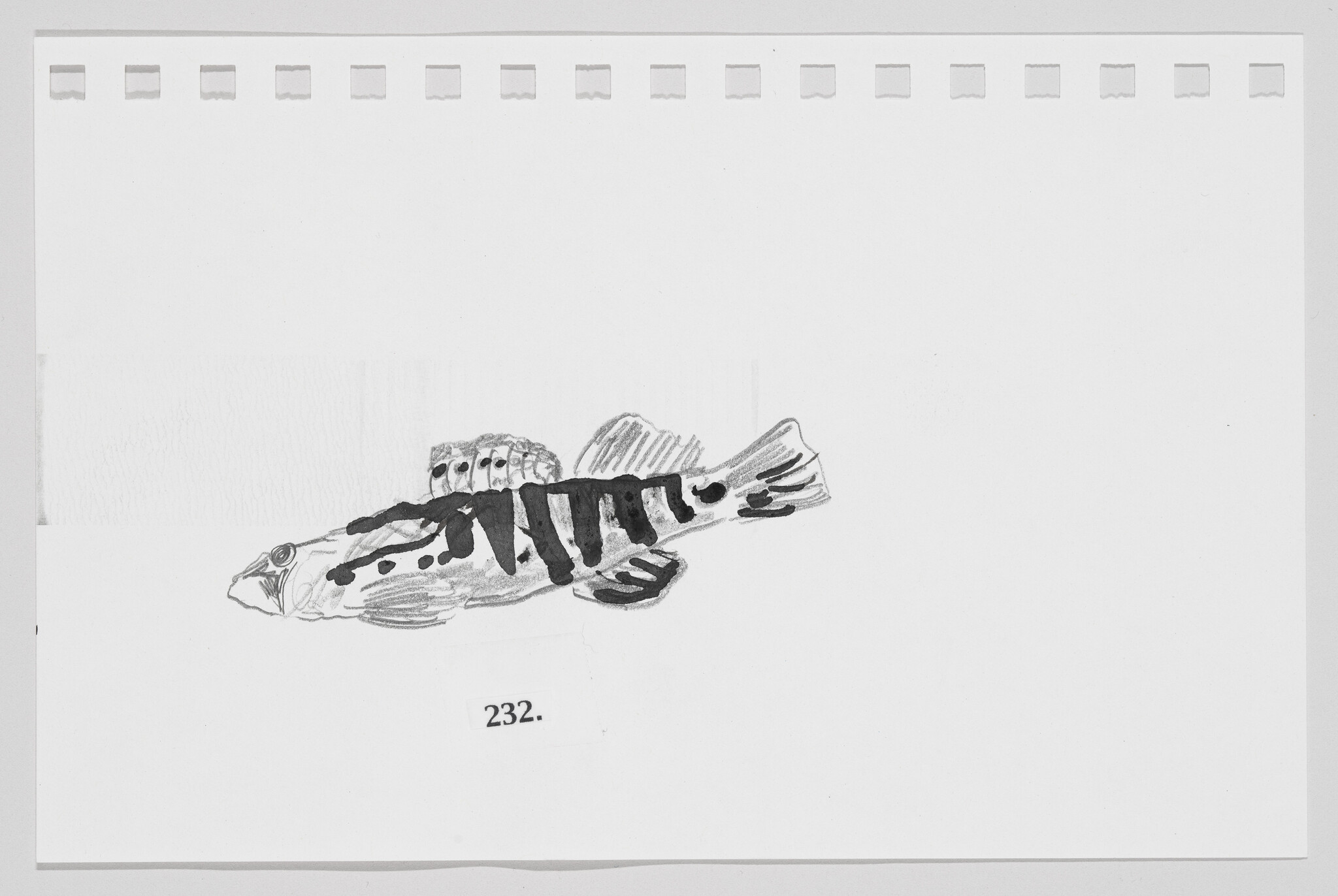 Hand-drawn sketch of a striped fish on a white paper with perforated edges, labeled with the number 232.