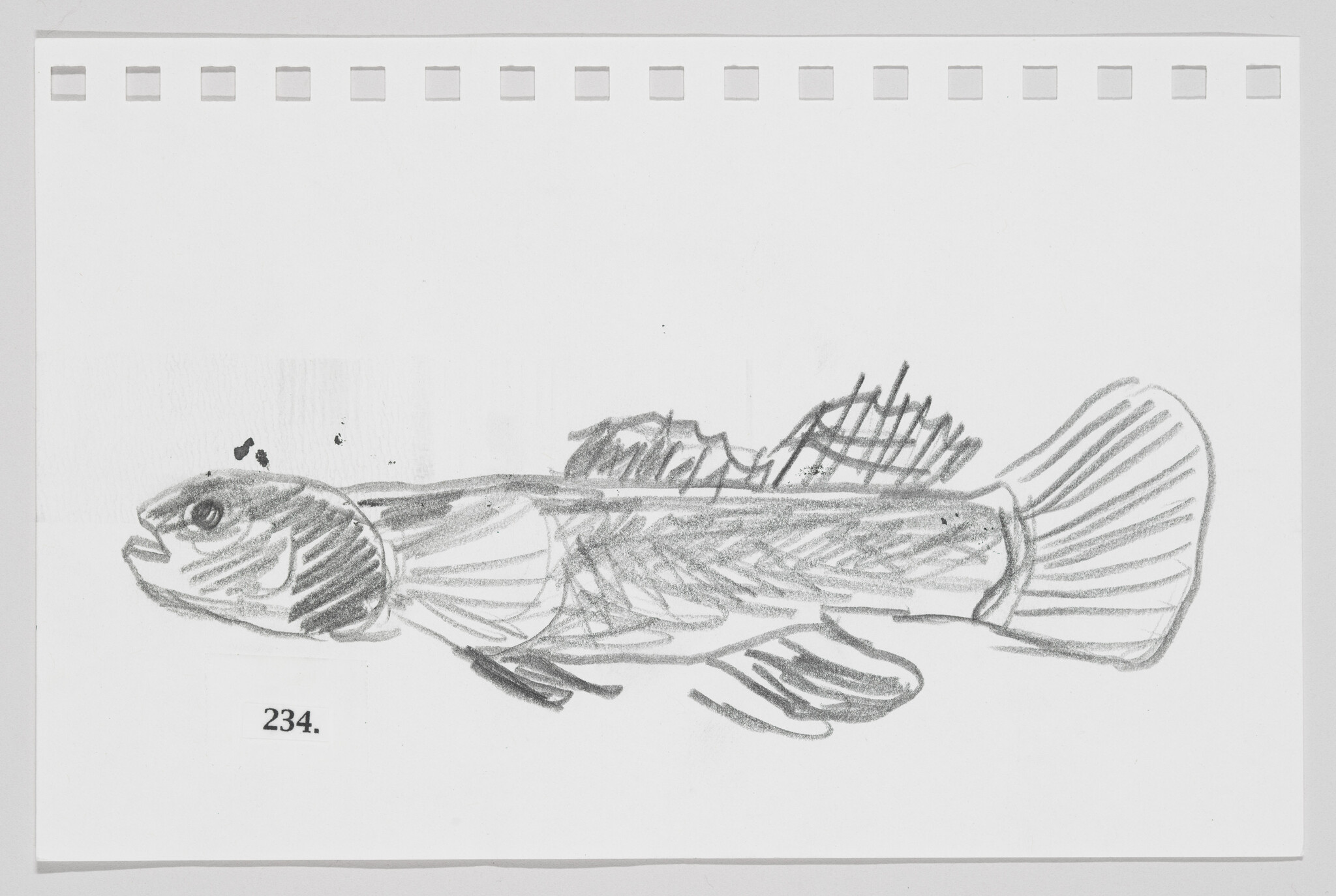 Sketch of a fish on a piece of paper with perforated edges, labeled with the number 234.