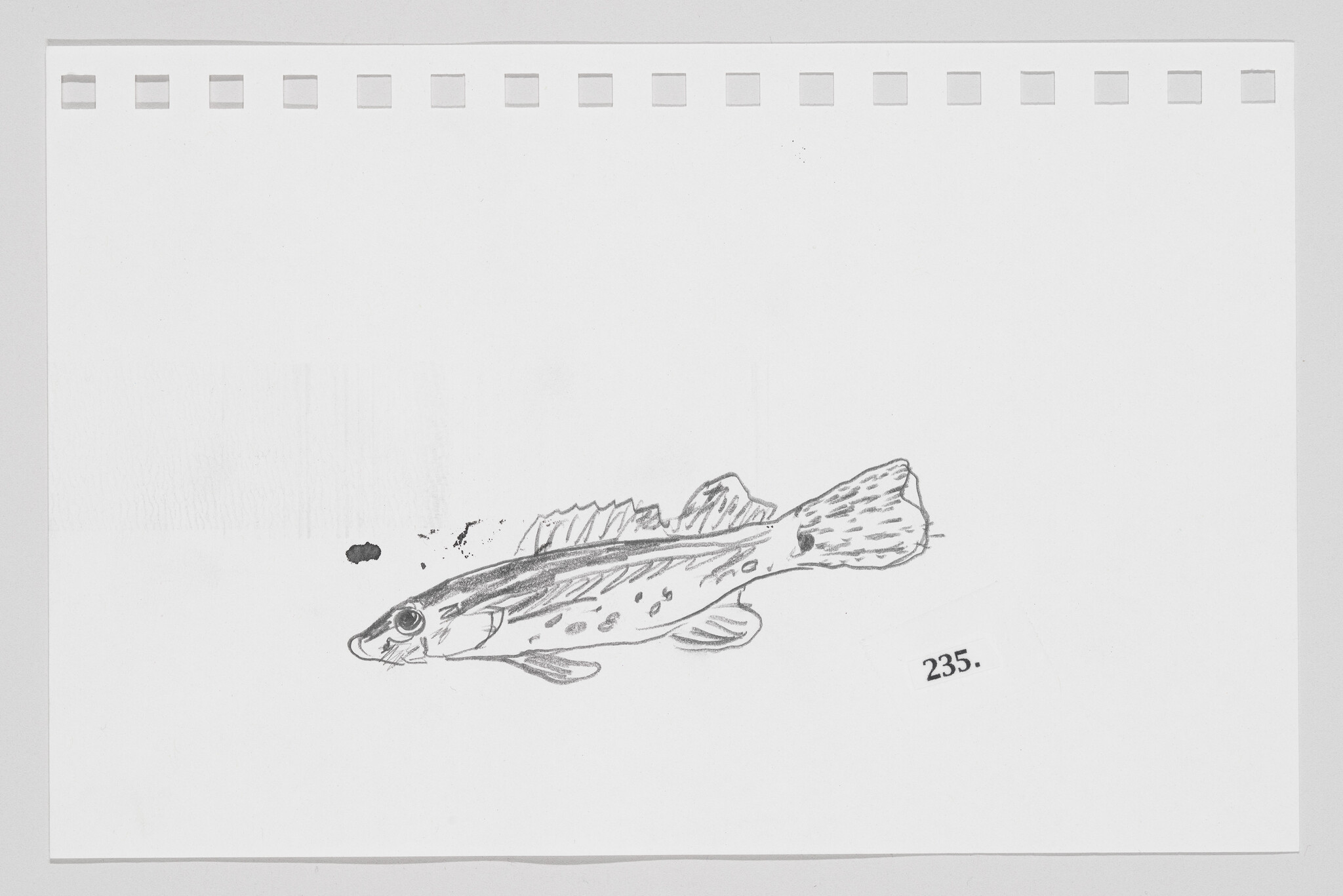 Sketch of a fish on a piece of paper with perforated edges, numbered 235.