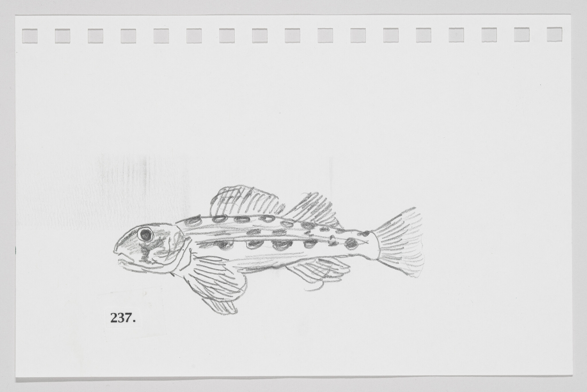 Pencil sketch of a fish on a piece of paper with perforated edges, labeled with the number 237.