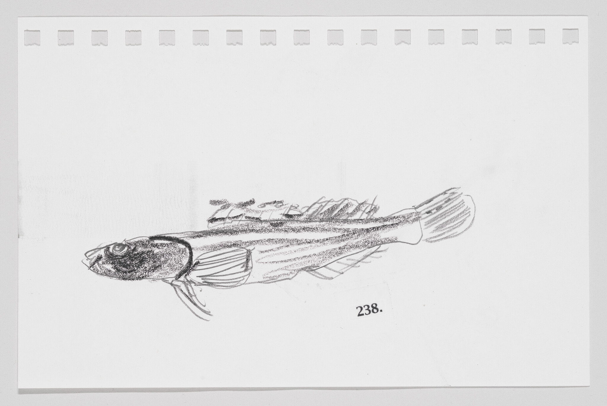 Sketch of a fish on a white background with perforated paper edges, numbered 238.