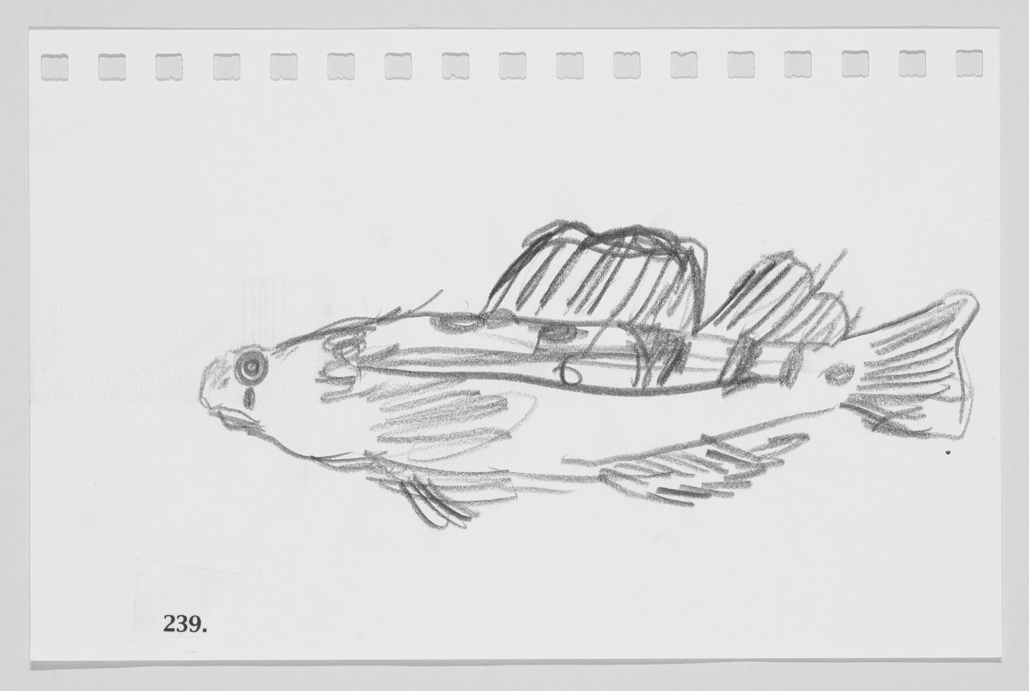 Sketch of a fish on a notepad with perforated edges, numbered 239.