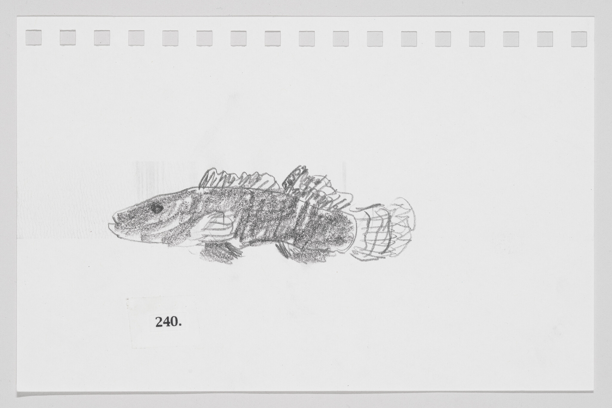Pencil sketch of a fish on a piece of paper with perforated edges, labeled with the number 240.