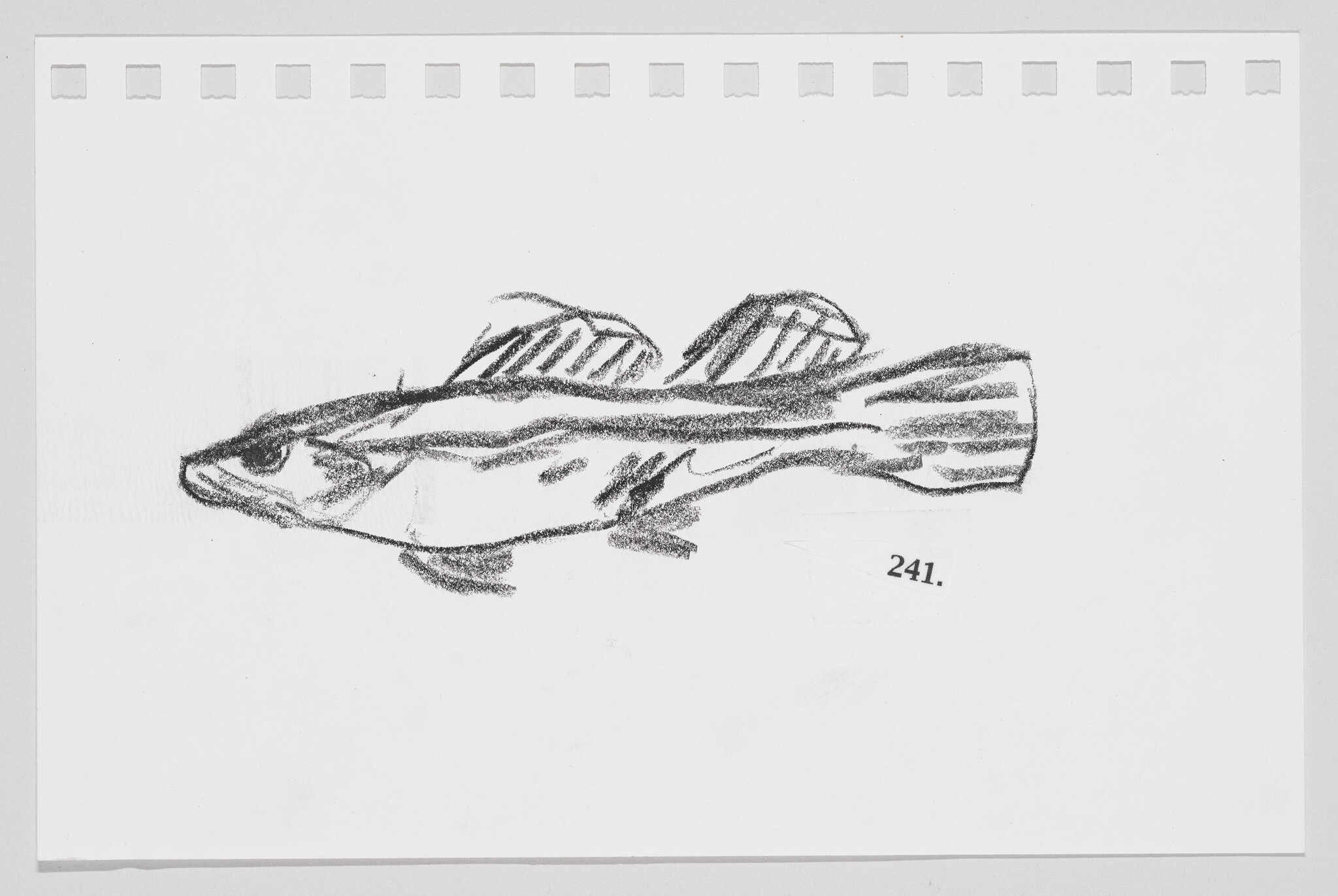 Sketch of a fish on a white background with the number 241.