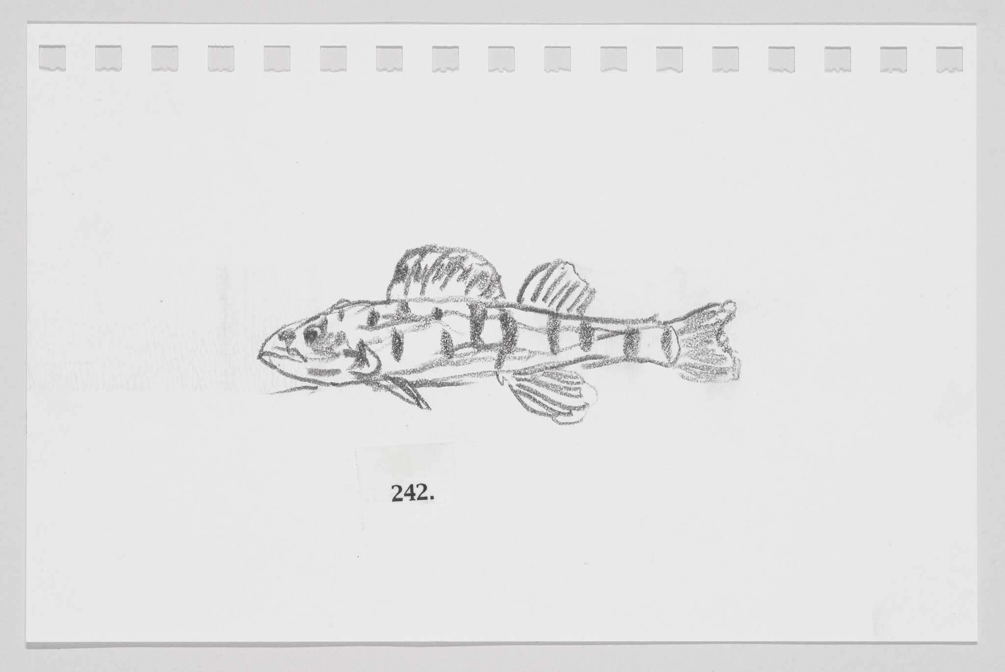 Pencil sketch of a fish on paper with perforated edges, labeled with the number 242.