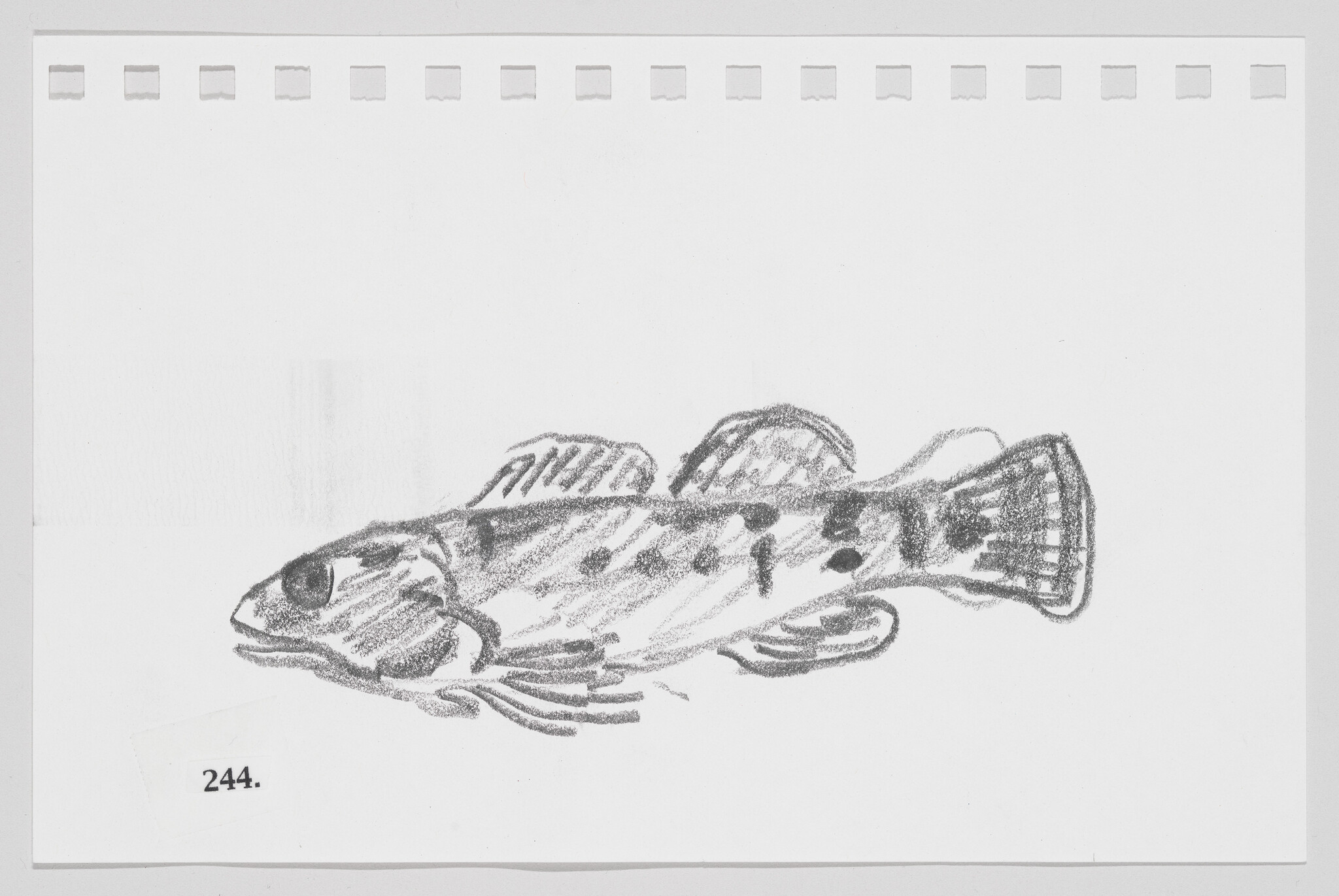Pencil sketch of a fish on a piece of paper with perforated edges, labeled with the number 244.