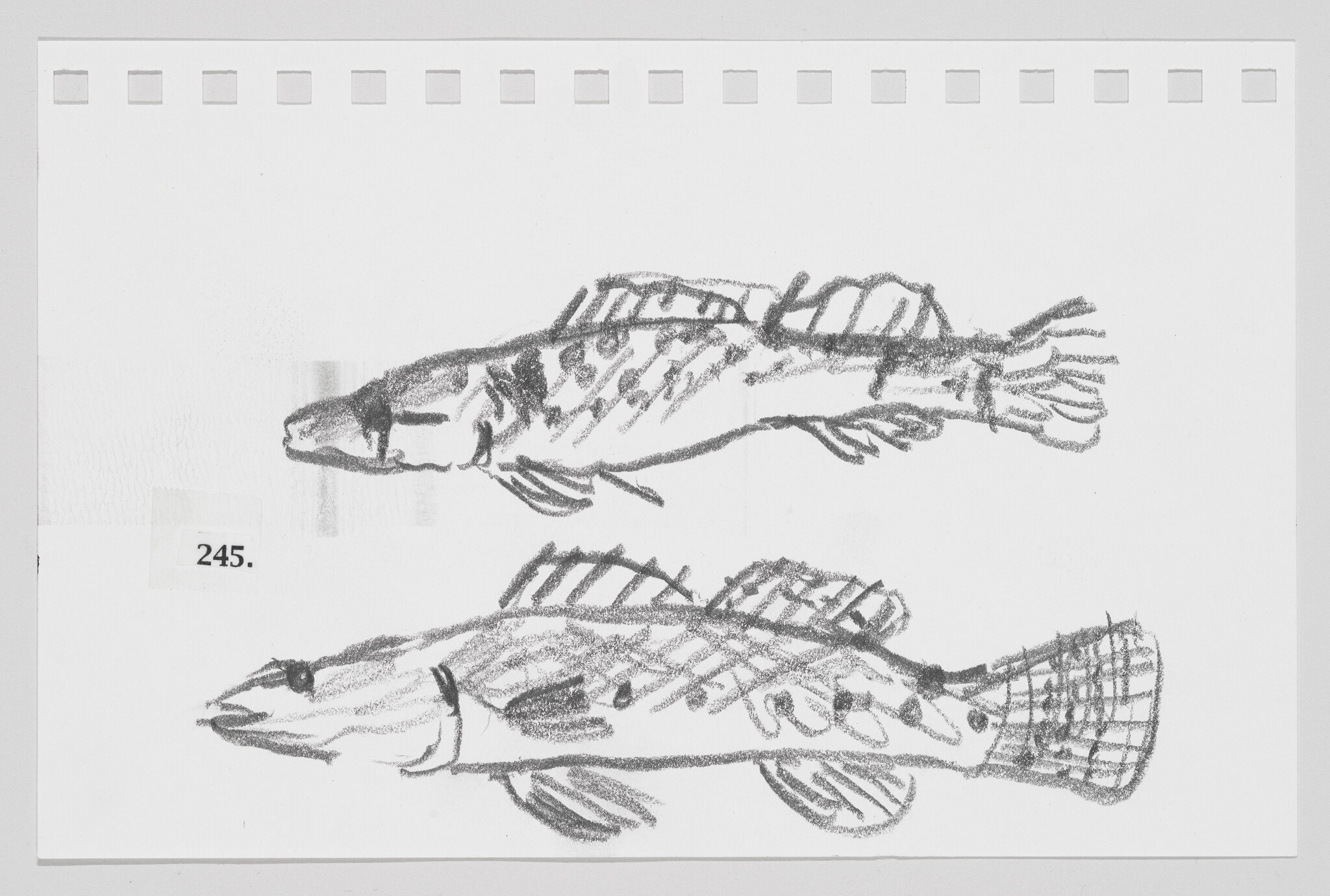 Sketch of two fish on a piece of paper, labeled with the number 245.