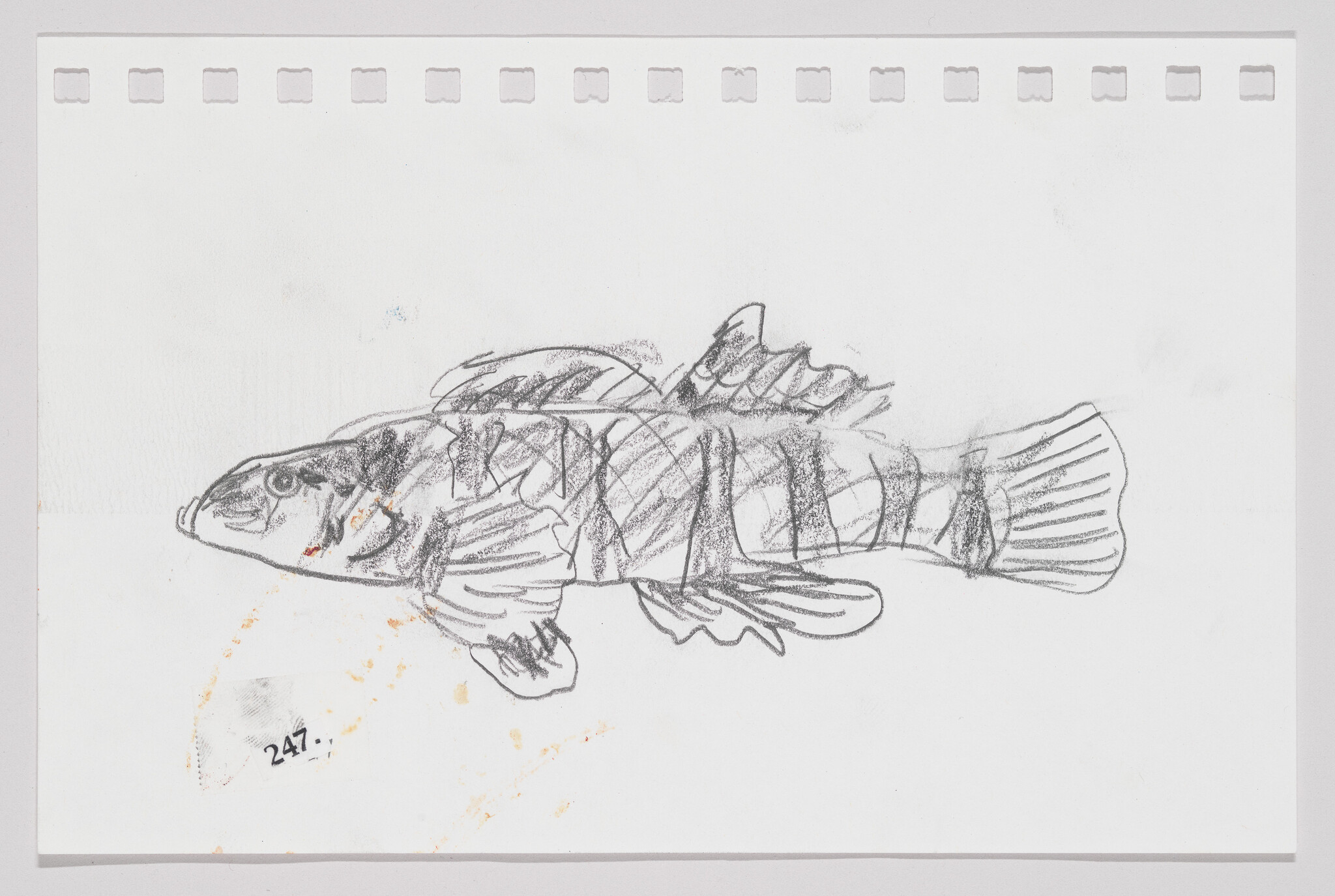 Sketch of a fish on a piece of paper with perforated edges, showing signs of erasure and revision.