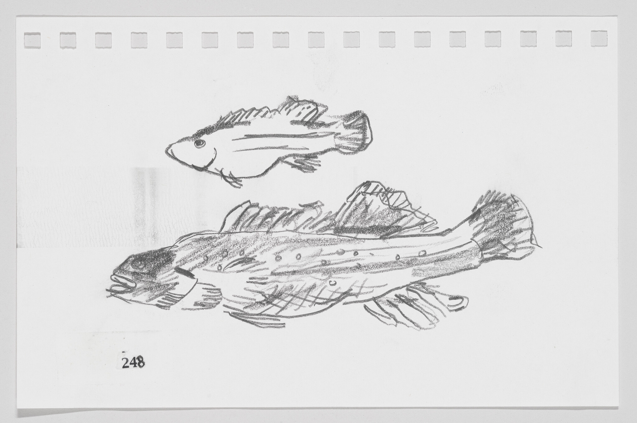Sketch of two fish on paper, one above the other, with the number 248 at the bottom left.