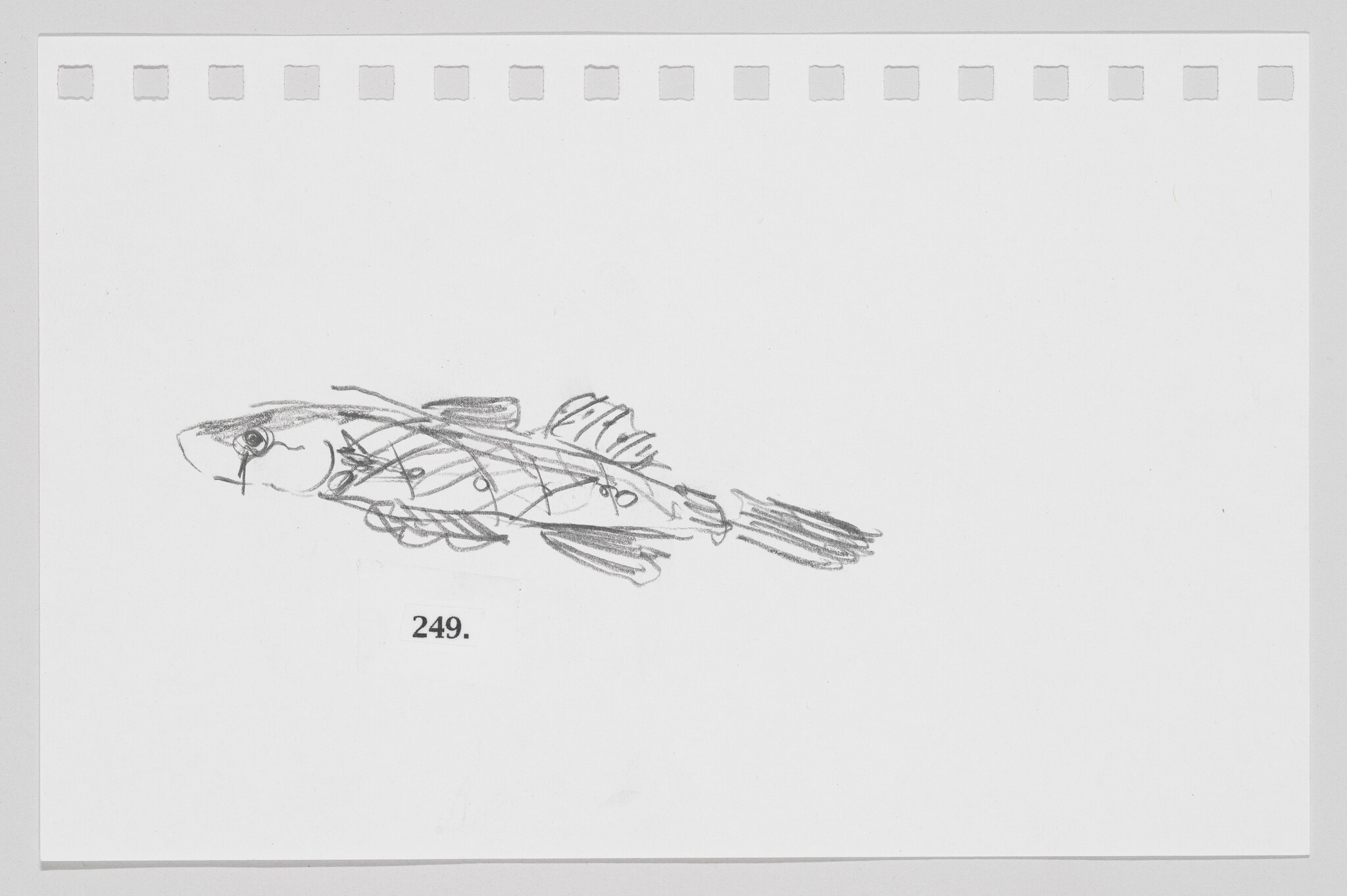 Sketch of a lobster on a white background with the number 249 below it.