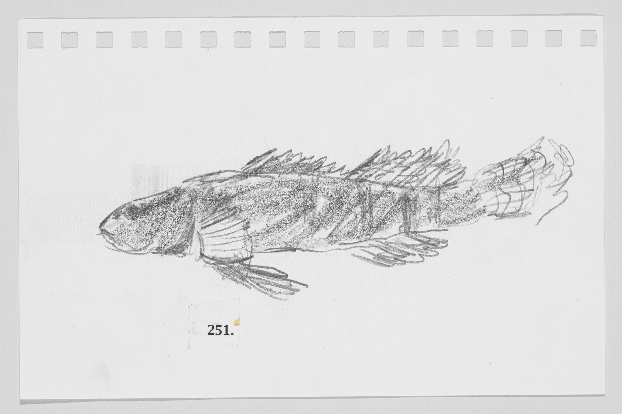 Sketch of a fish on a piece of paper with perforated edges, labeled with the number 251.