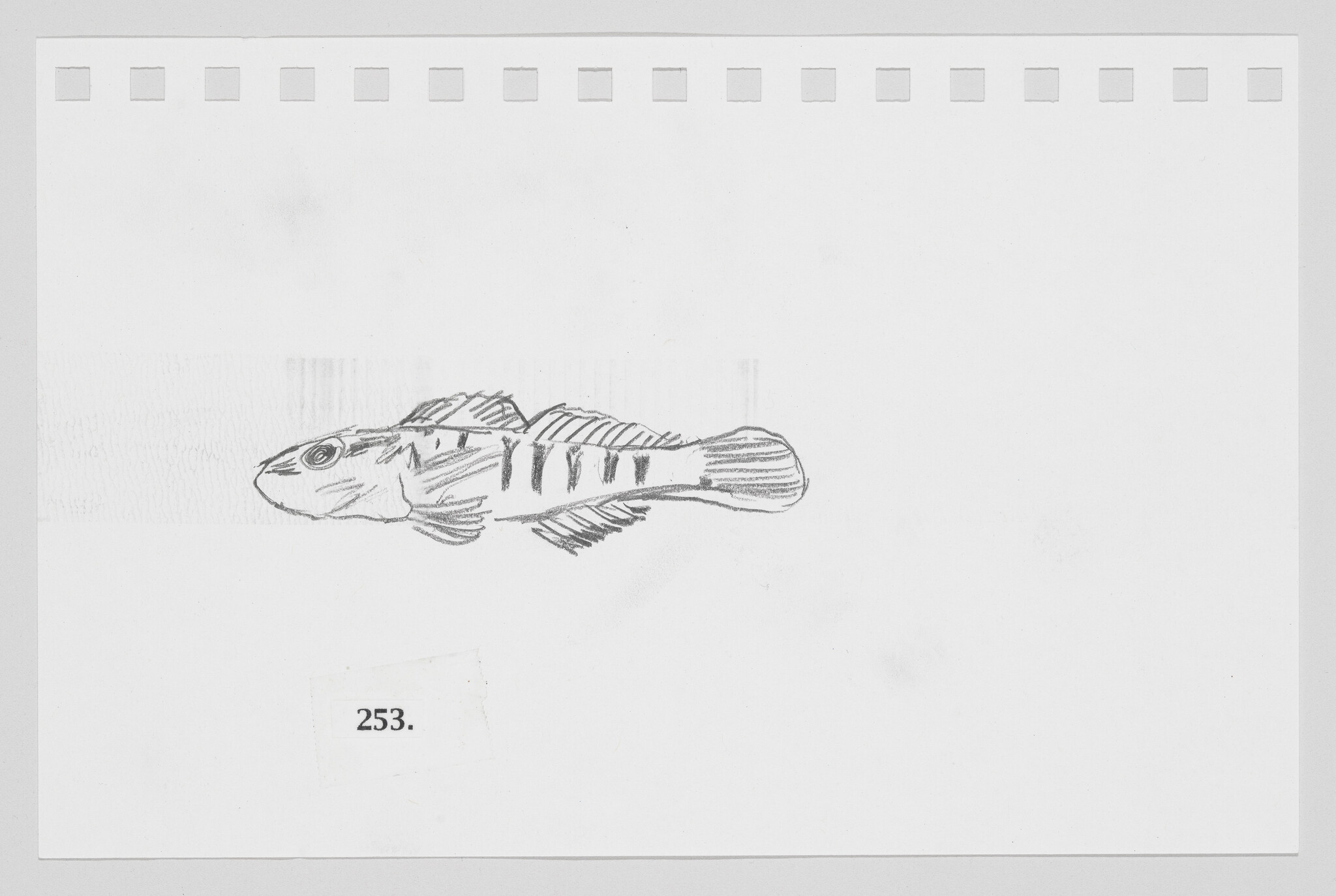 Sketch of a striped fish on a white background with perforated paper edges and a number "253" in the corner.