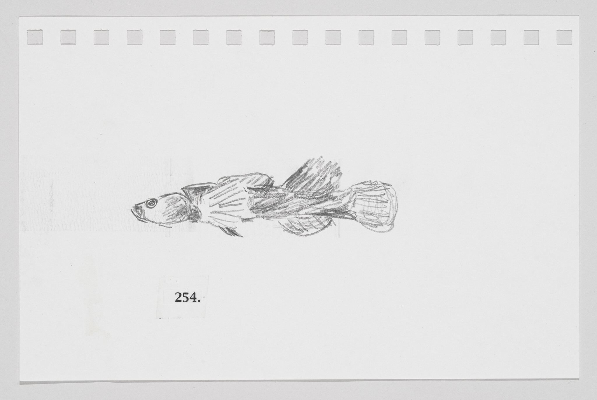 Pencil sketch of a fish on a piece of paper with perforated edges, labeled with the number 254.