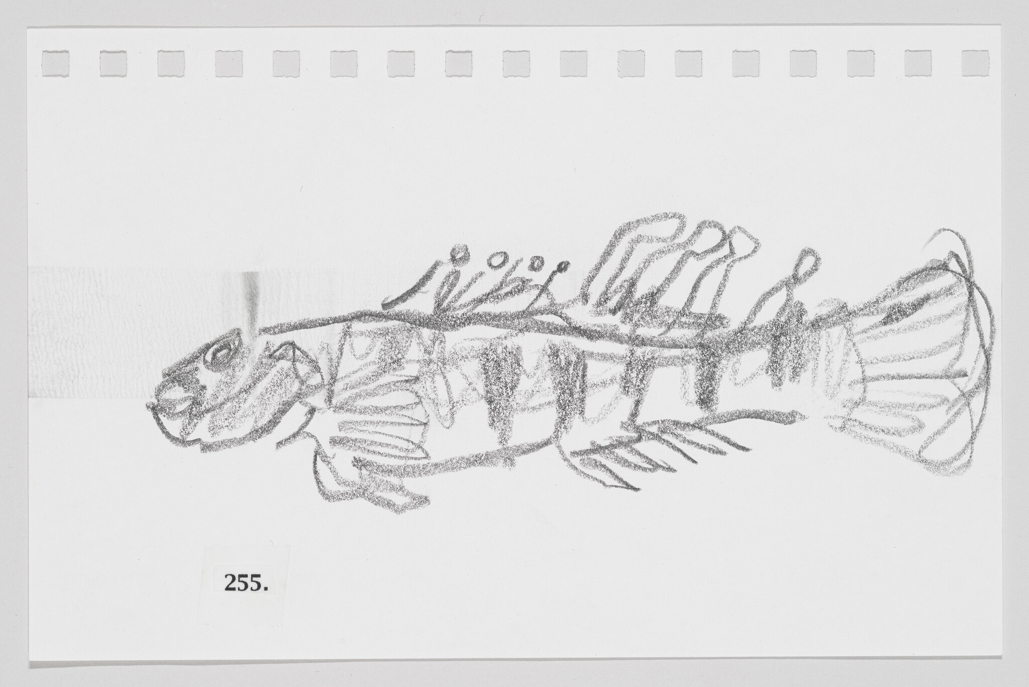 Sketch of a fish with detailed fins and scales on a piece of paper with perforated edges, labeled "255."