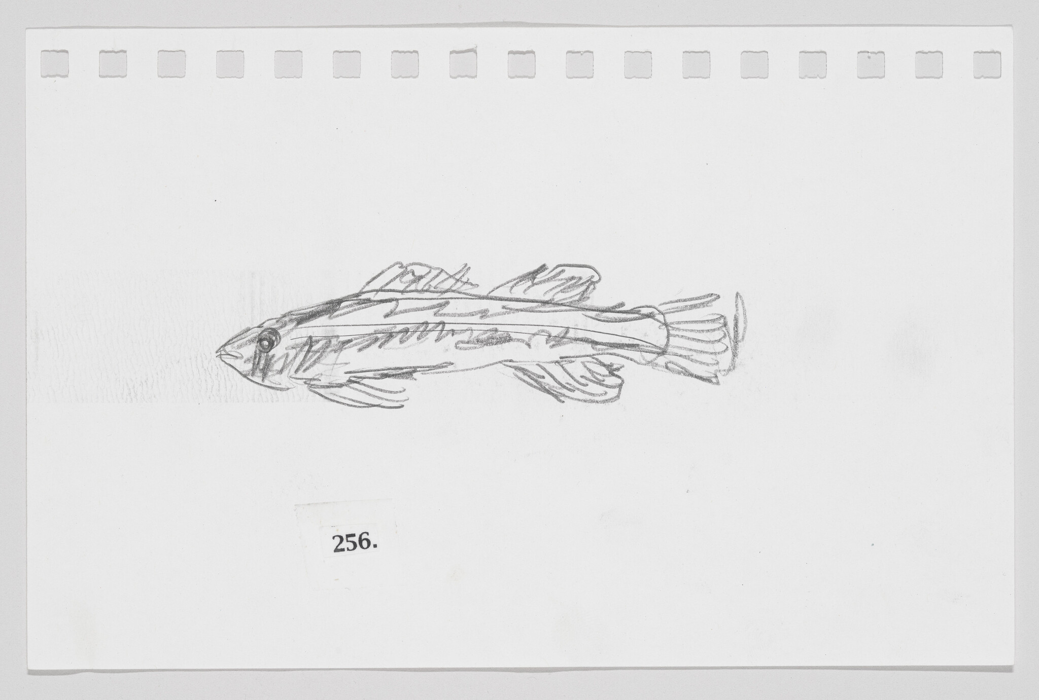 Sketch of a fish on a piece of paper with the number 256 printed below it.