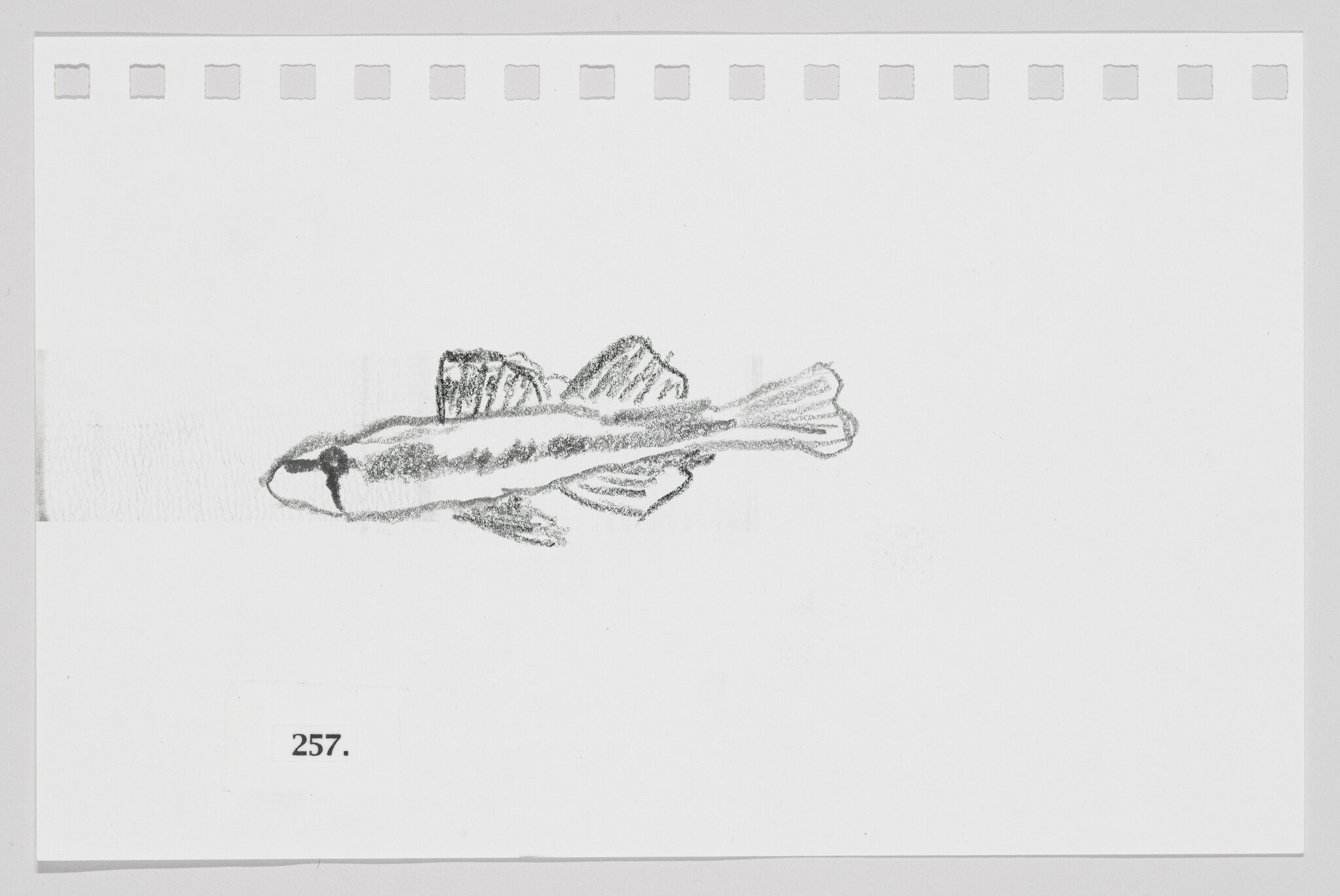 Sketch of a fish on a white background with the number 257 printed below it.