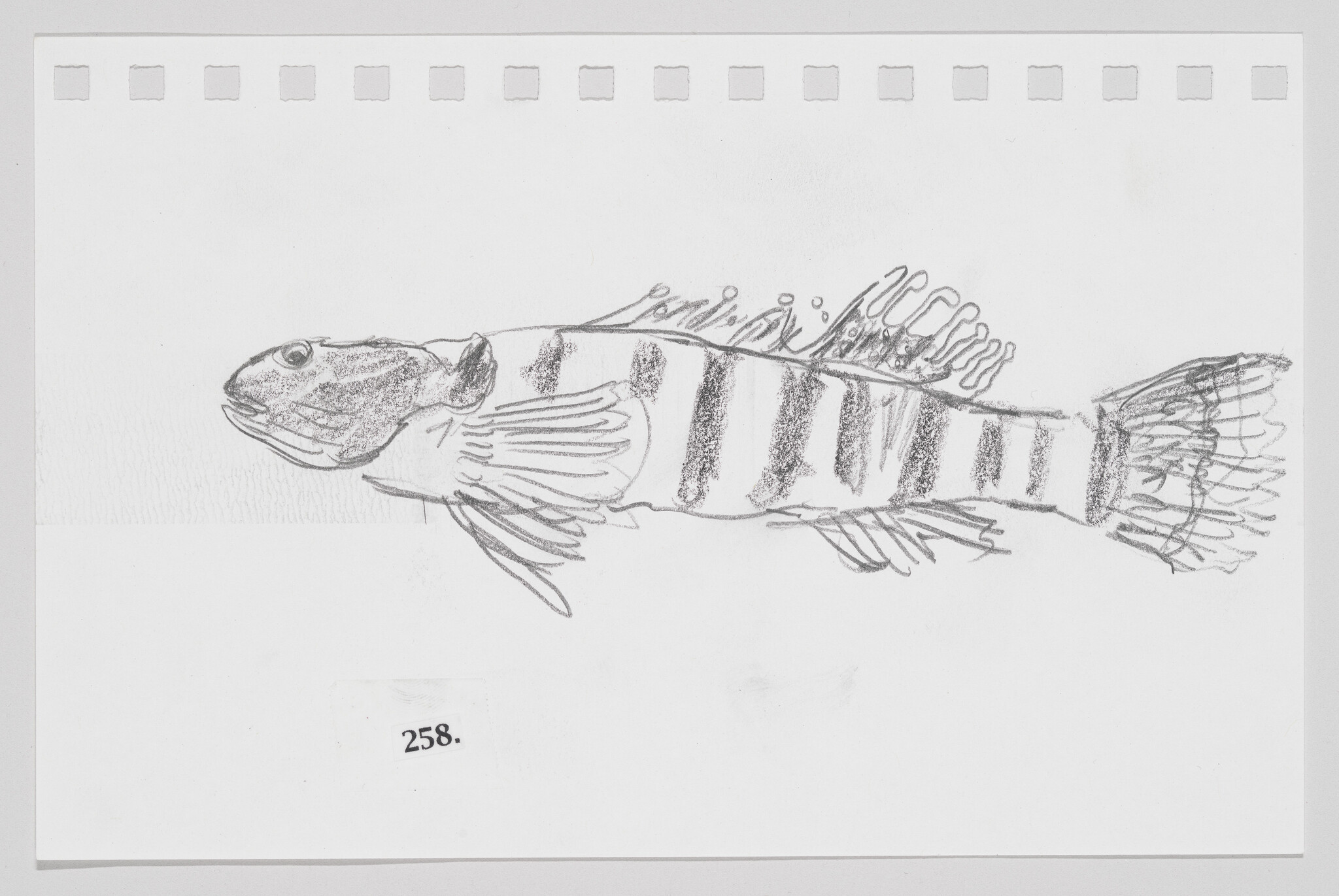 Sketch of a striped fish on paper with number 258 printed below it.