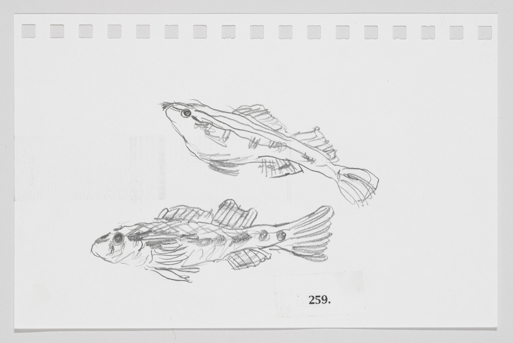 Sketch of two fish on a piece of paper with perforated edges, numbered 259.