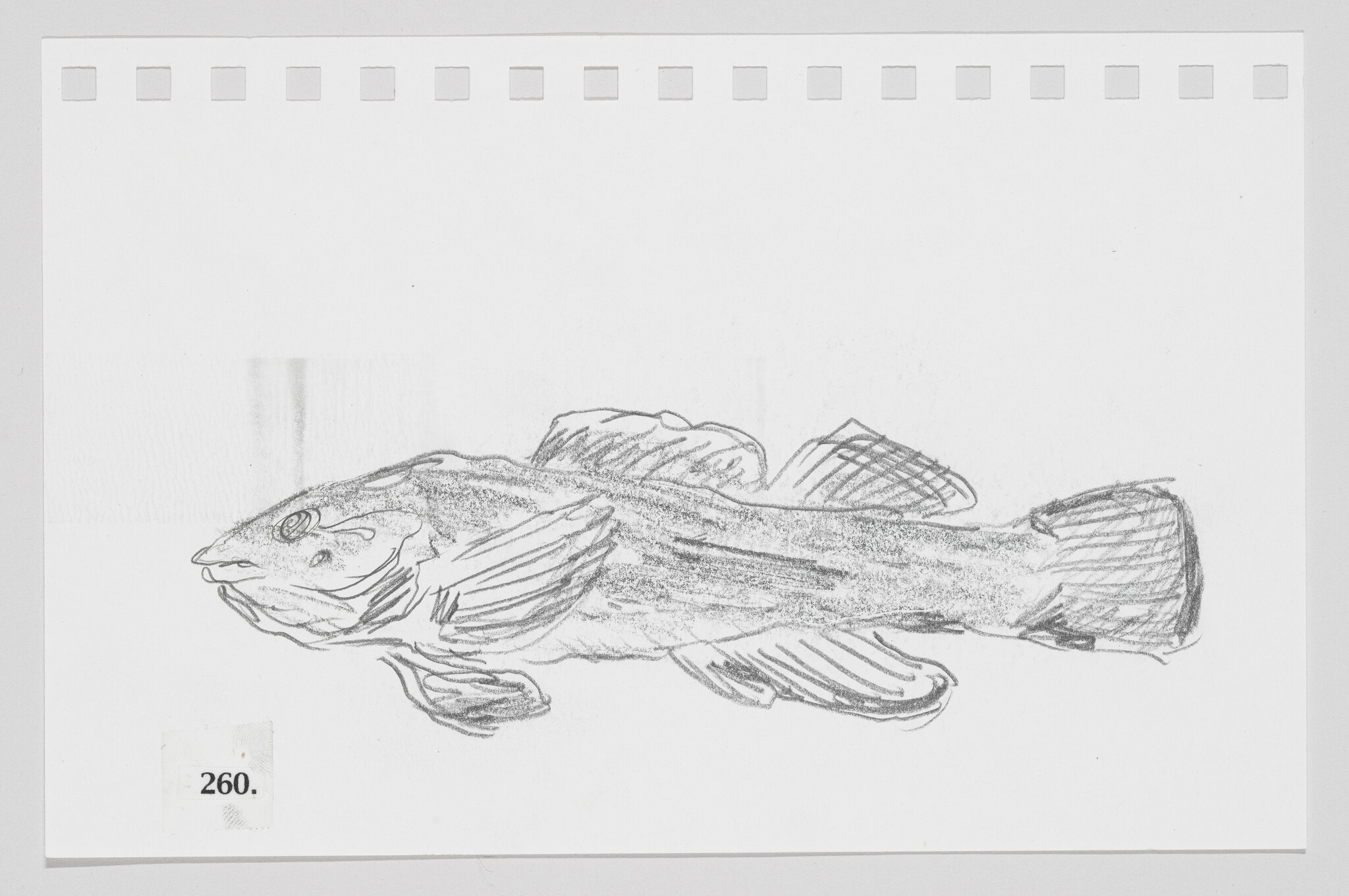 Pencil sketch of a fish on a piece of paper with perforated edges, numbered 260.