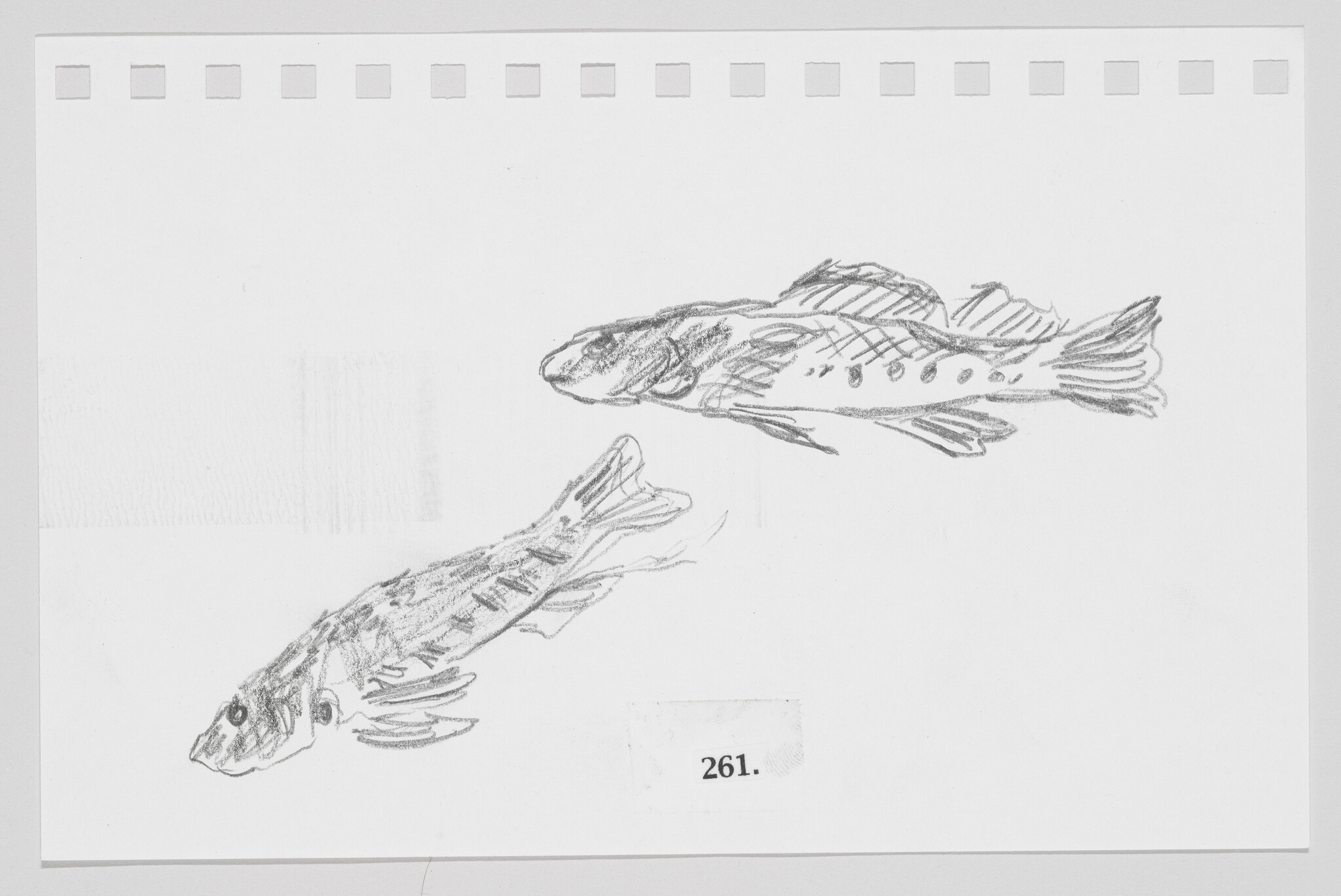 Sketch of two fish on paper with the number 261.