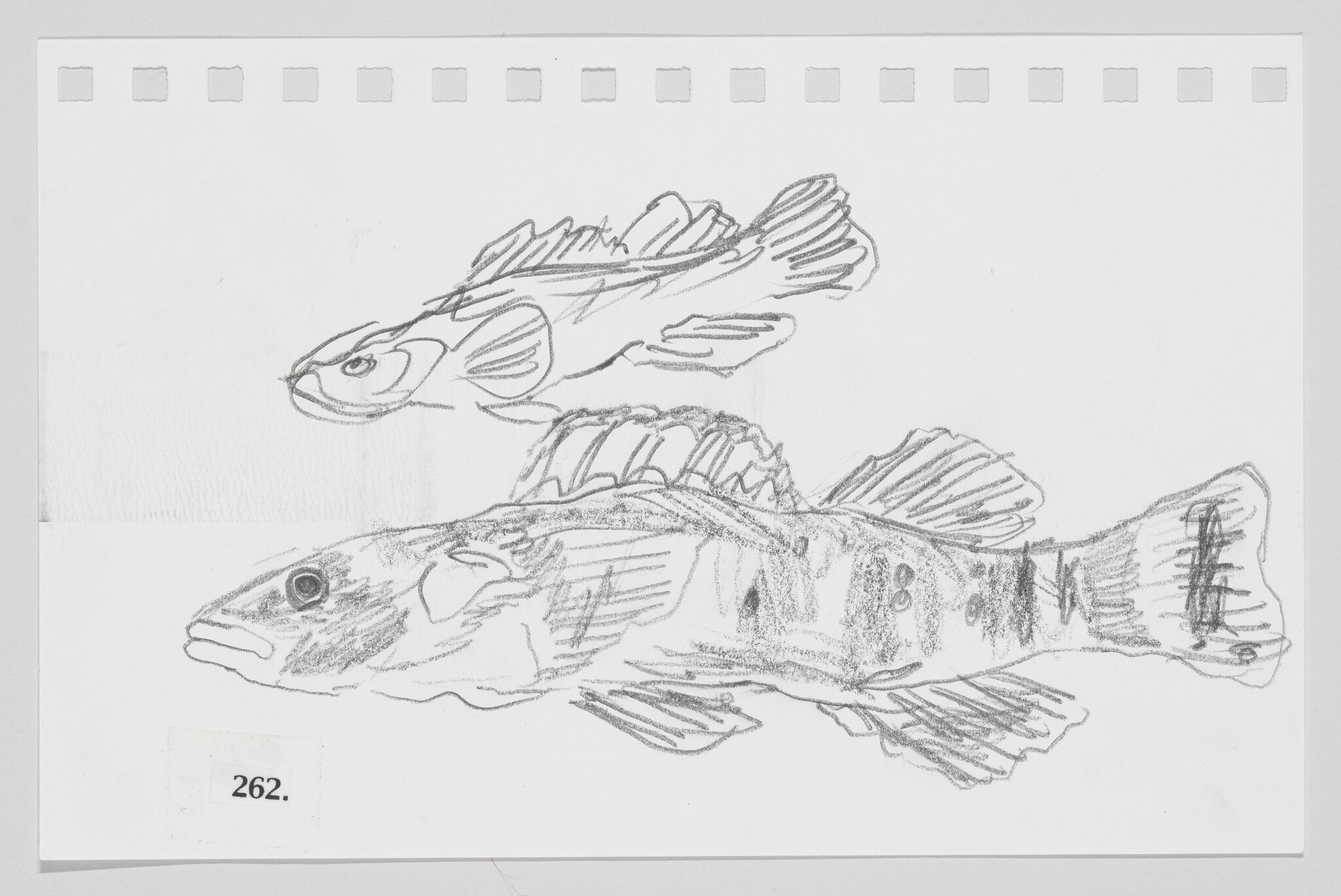 Sketch of two fish on paper, one above the other, with the number 262 at the bottom left.