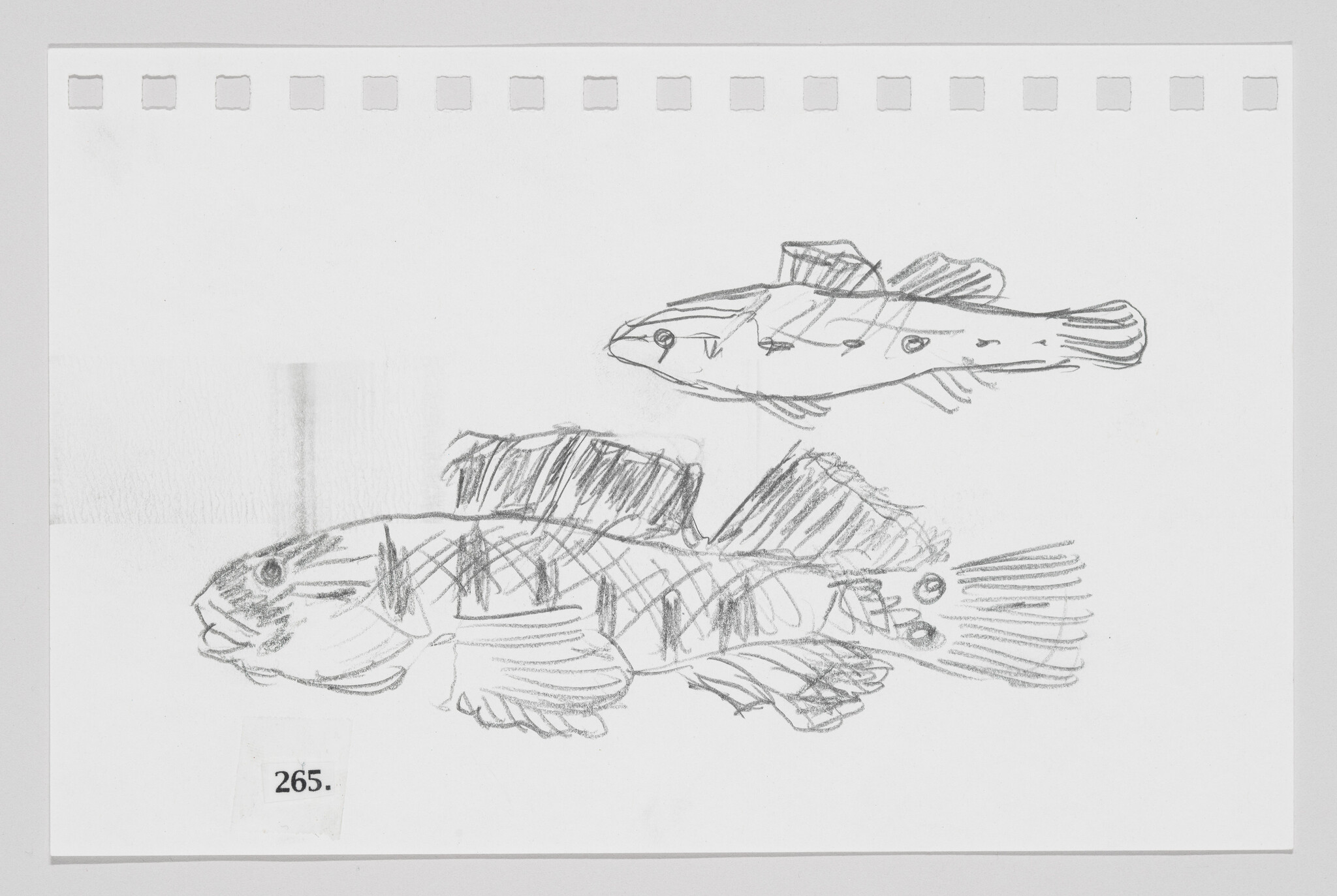 Sketch of two fish on a piece of paper with perforated edges, numbered 265.