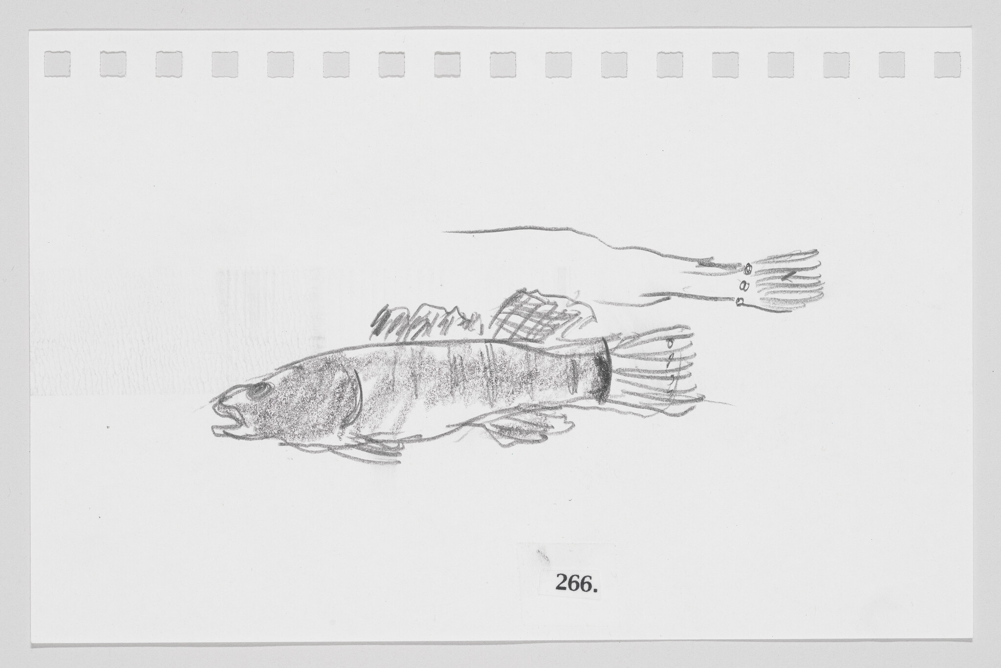 Sketch of a fish with human hands instead of fins on a white background, numbered 266.