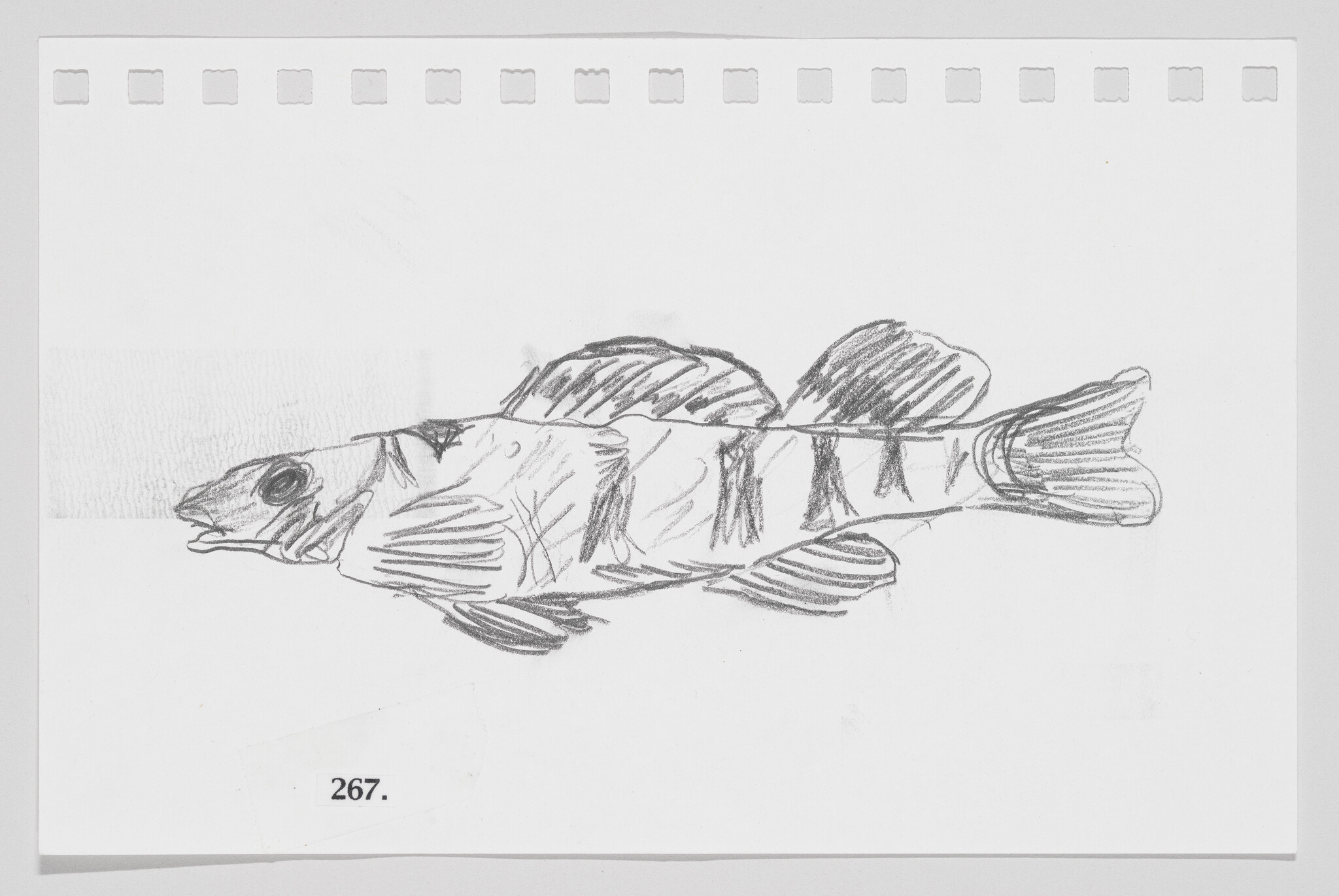 Sketch of a fish on a perforated paper, numbered 267, with visible pencil strokes and shading.