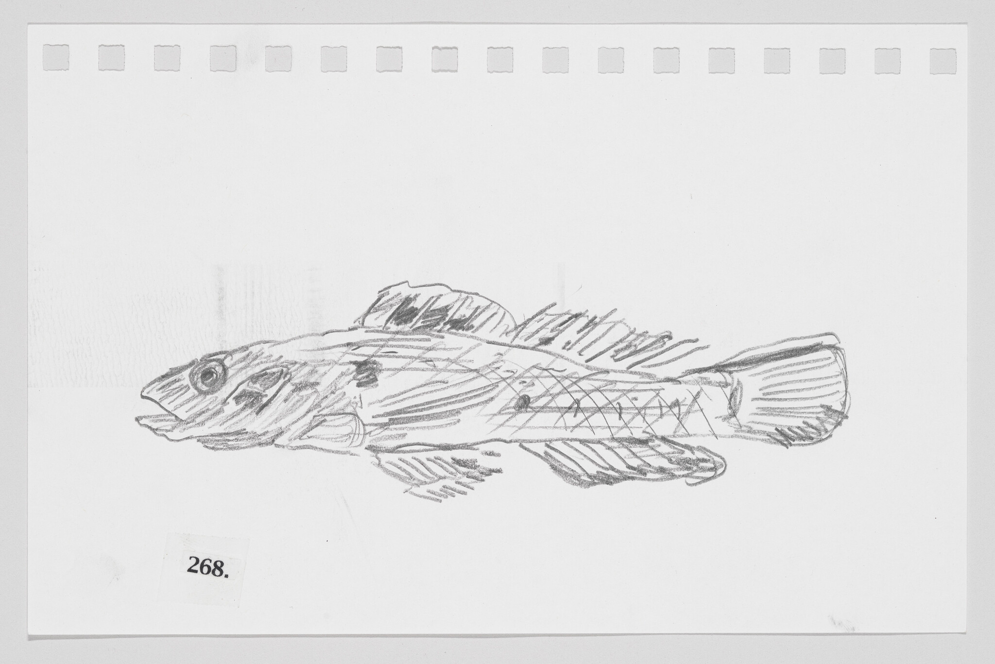 Sketch of a fish on a piece of paper with perforations on top, labeled with the number 268.