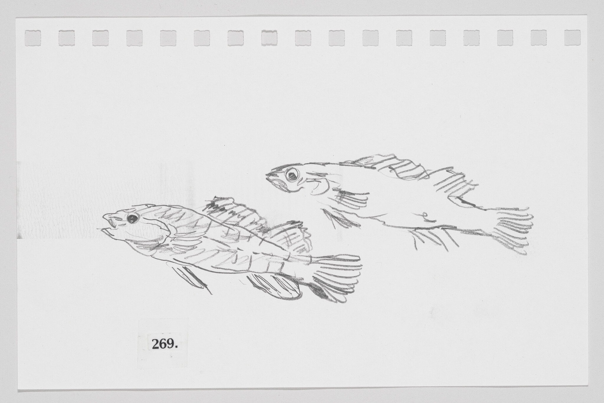 Sketch of two fish on a piece of paper with perforated edges, labeled with the number 269.