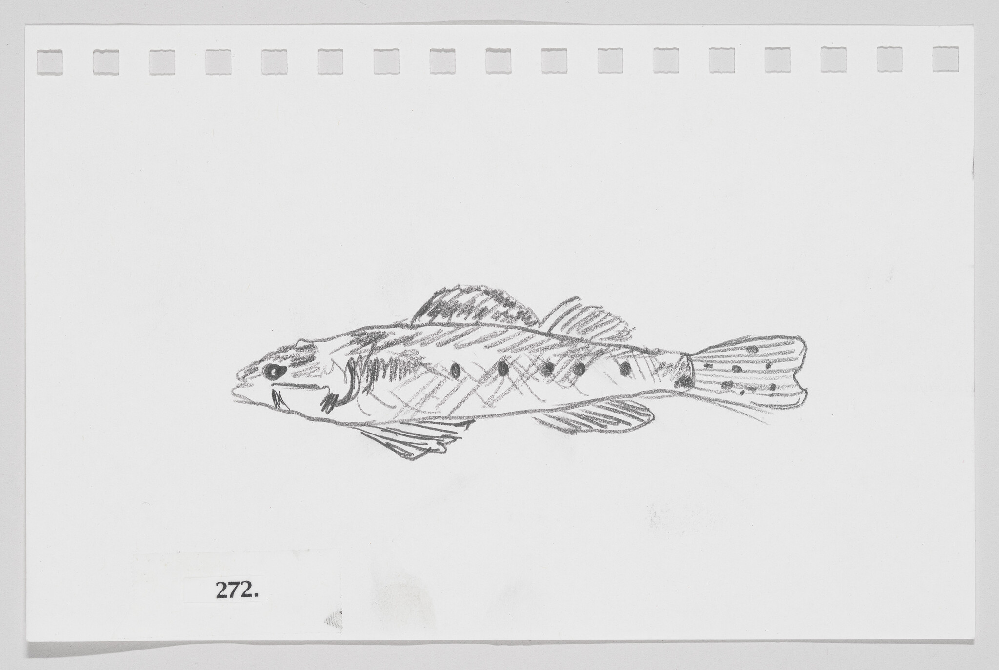 Sketch of a fish on a piece of paper with perforated edges, labeled with the number 272.