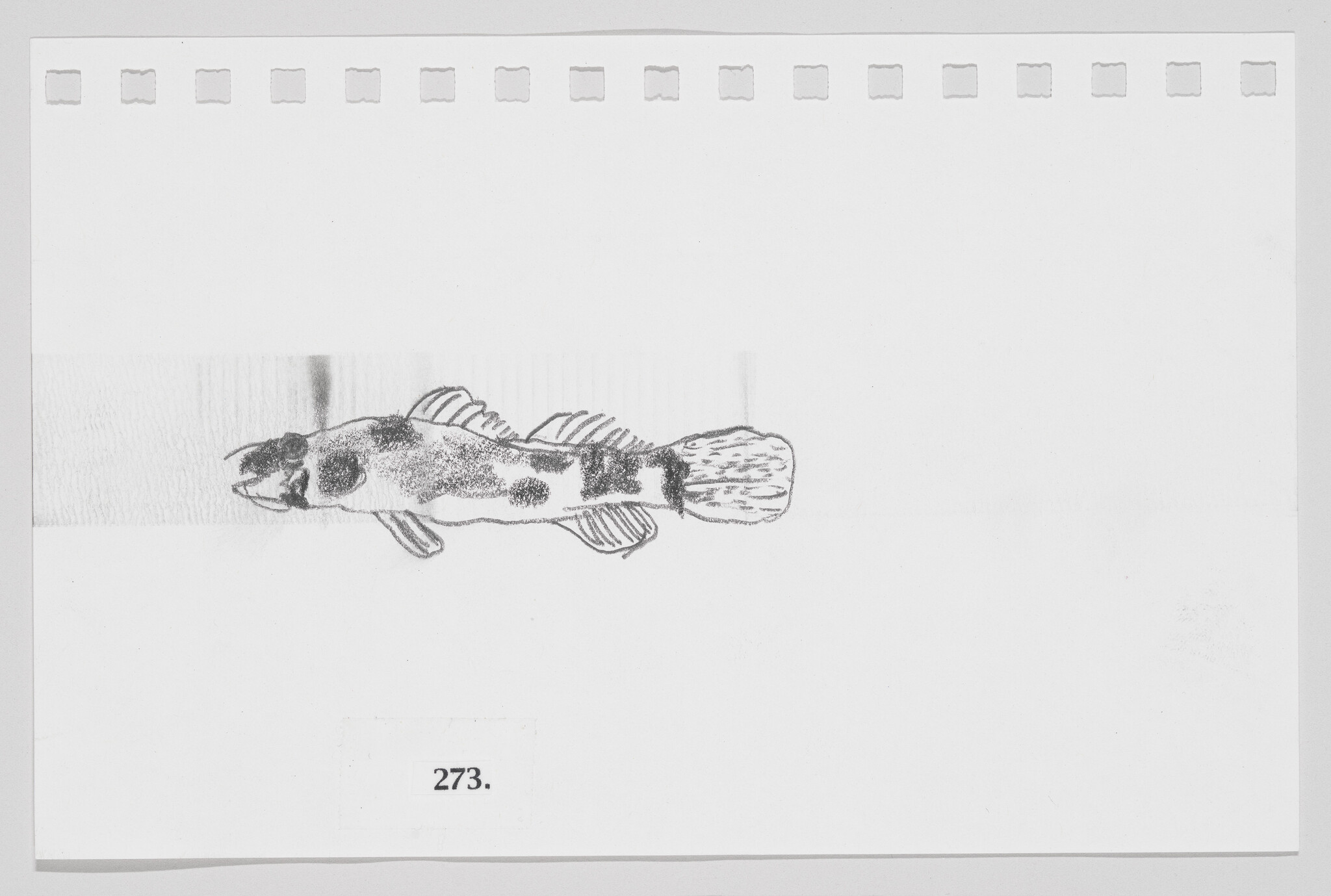 Sketch of a fish with distinct markings on a piece of paper with perforated edges, labeled "273."