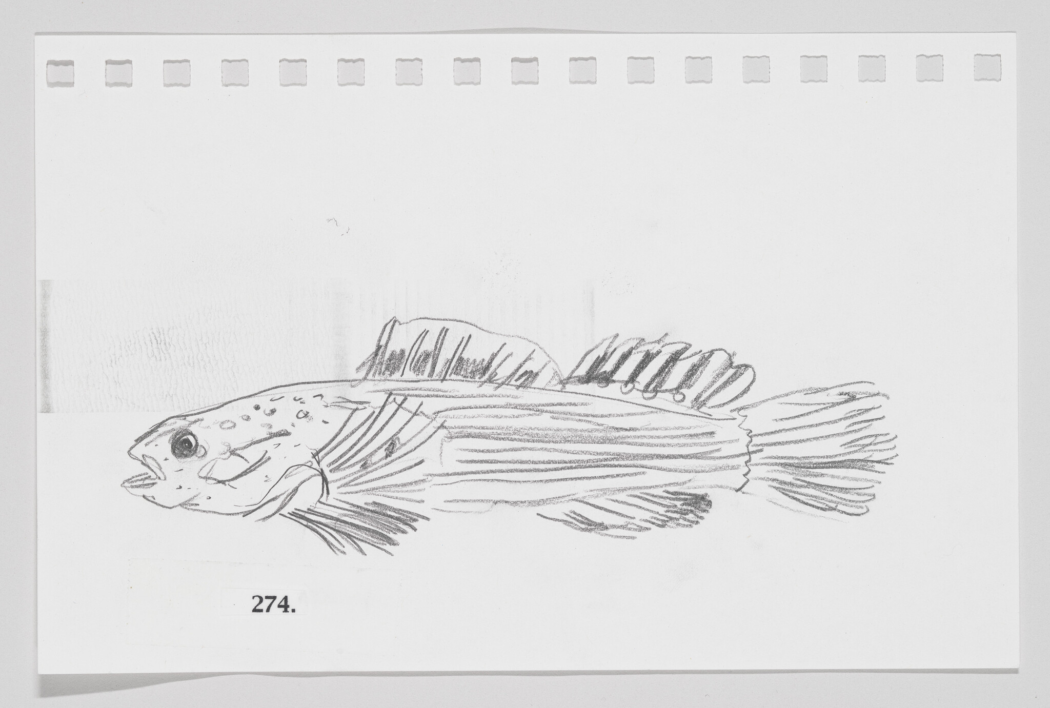 Sketch of a fish on a piece of paper with perforated edges, labeled with the number 274.