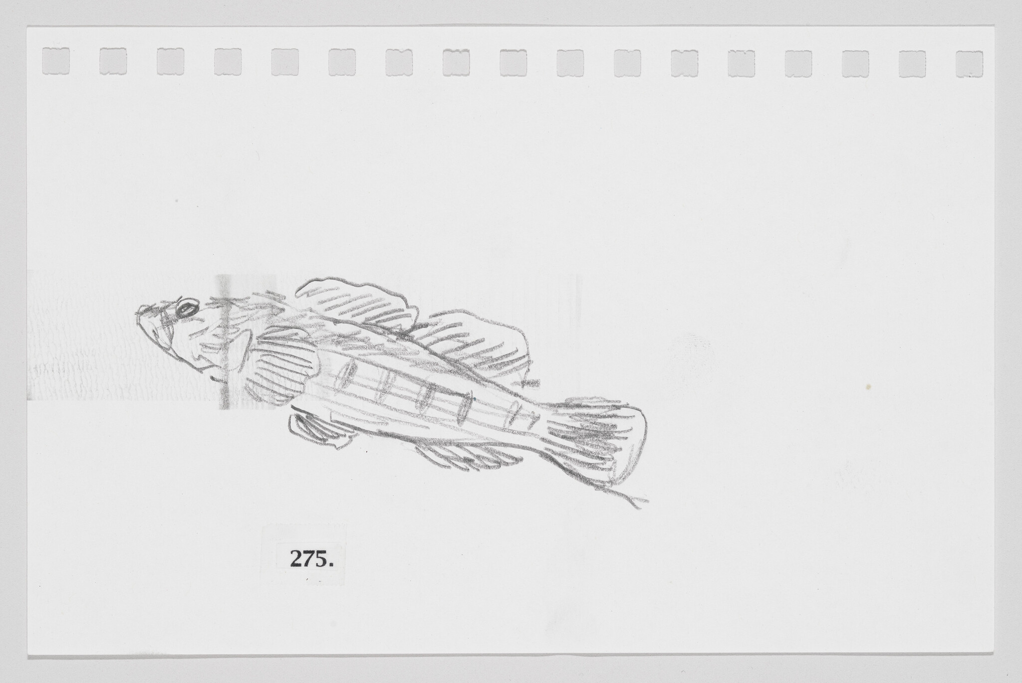 Sketch of a fish on a piece of paper with perforated edges, labeled with the number 275.