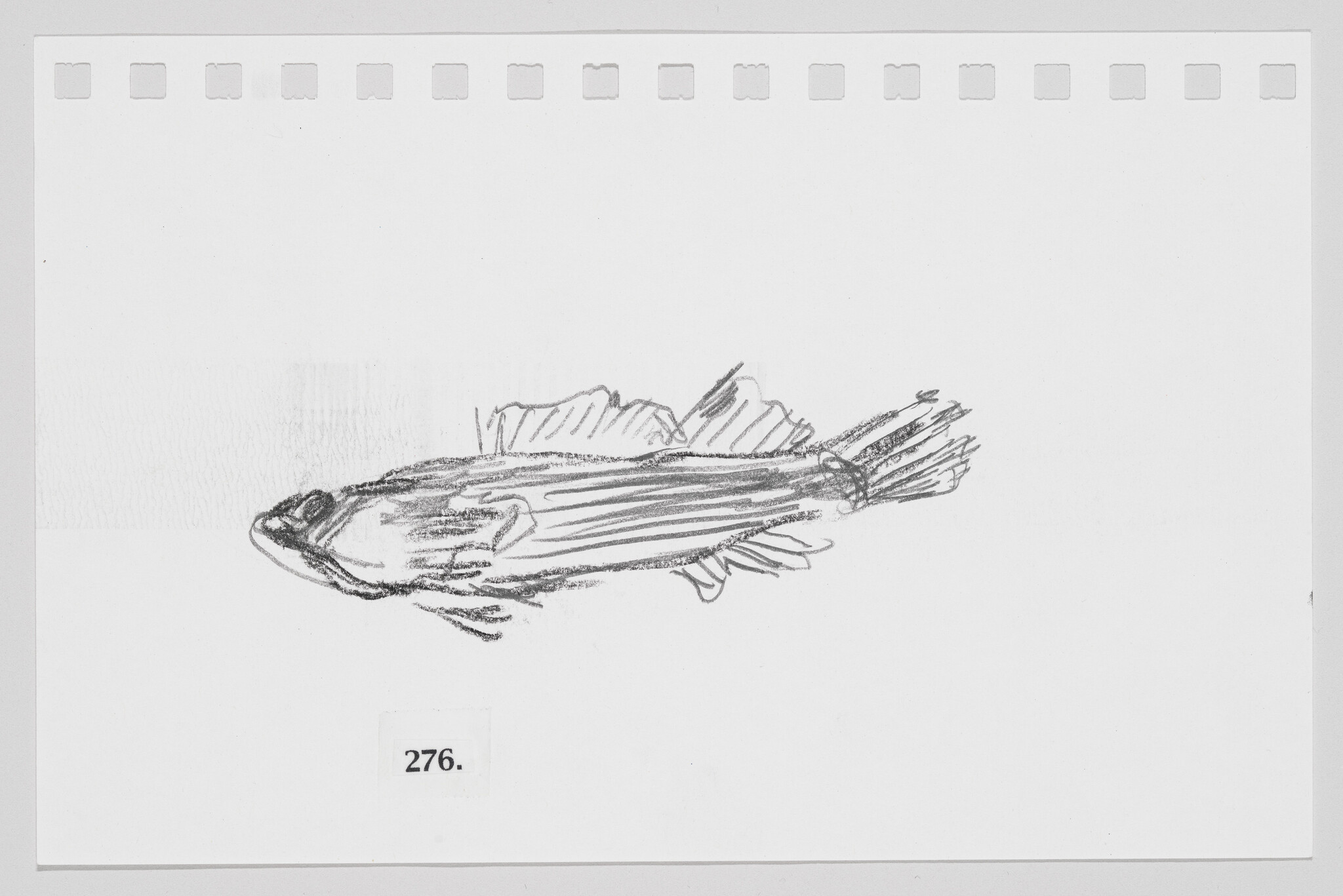 Sketch of a fish on a piece of paper with perforated edges, labeled with the number 276.