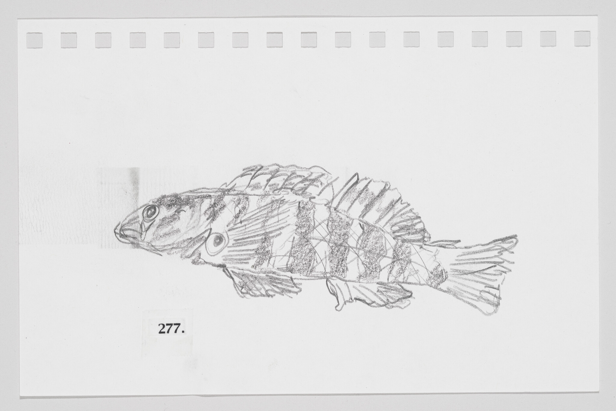 Pencil sketch of a fish on paper with perforated edges, number 277 printed below.