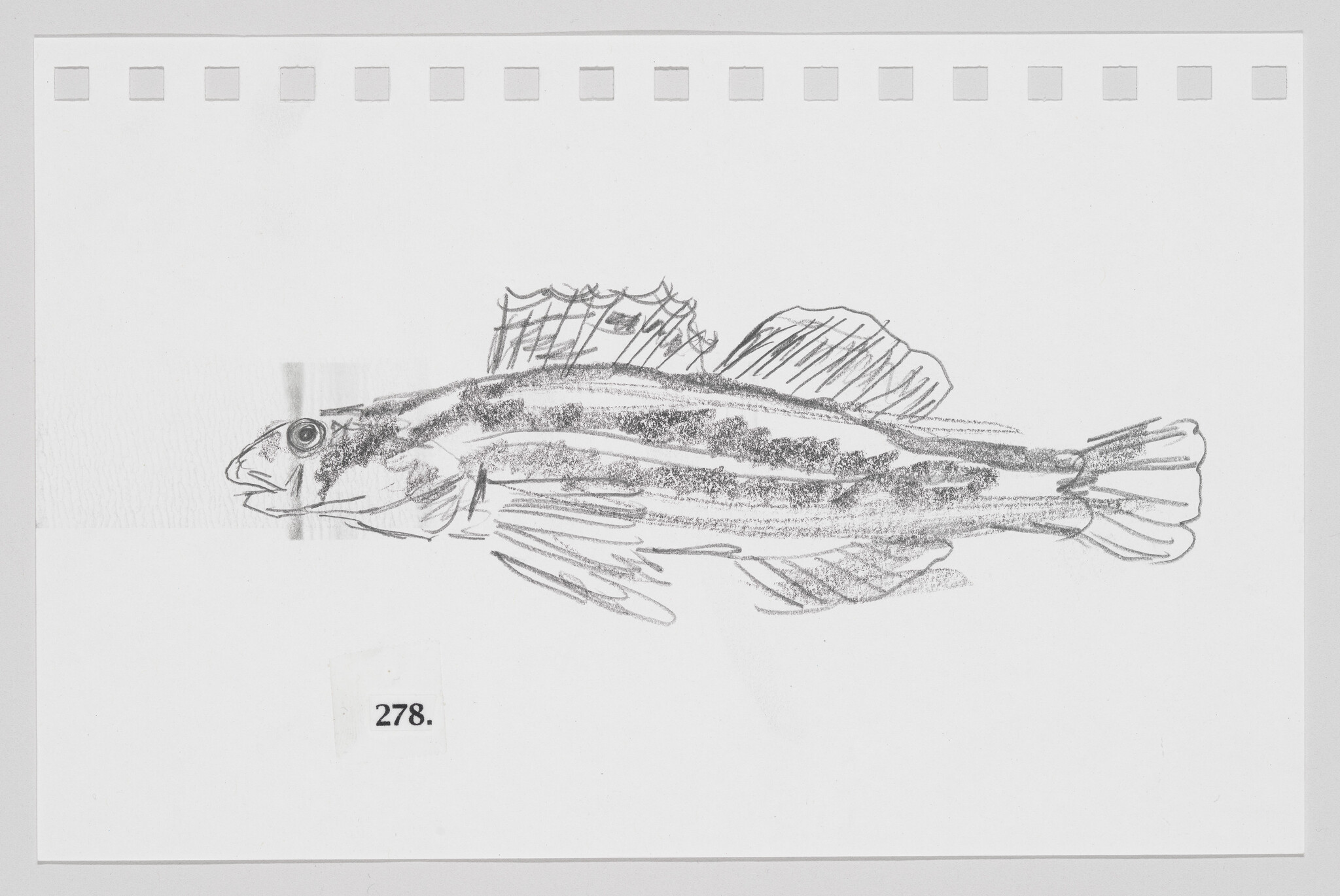 Sketch of a fish on a piece of paper with perforated edges, labeled with the number 278.