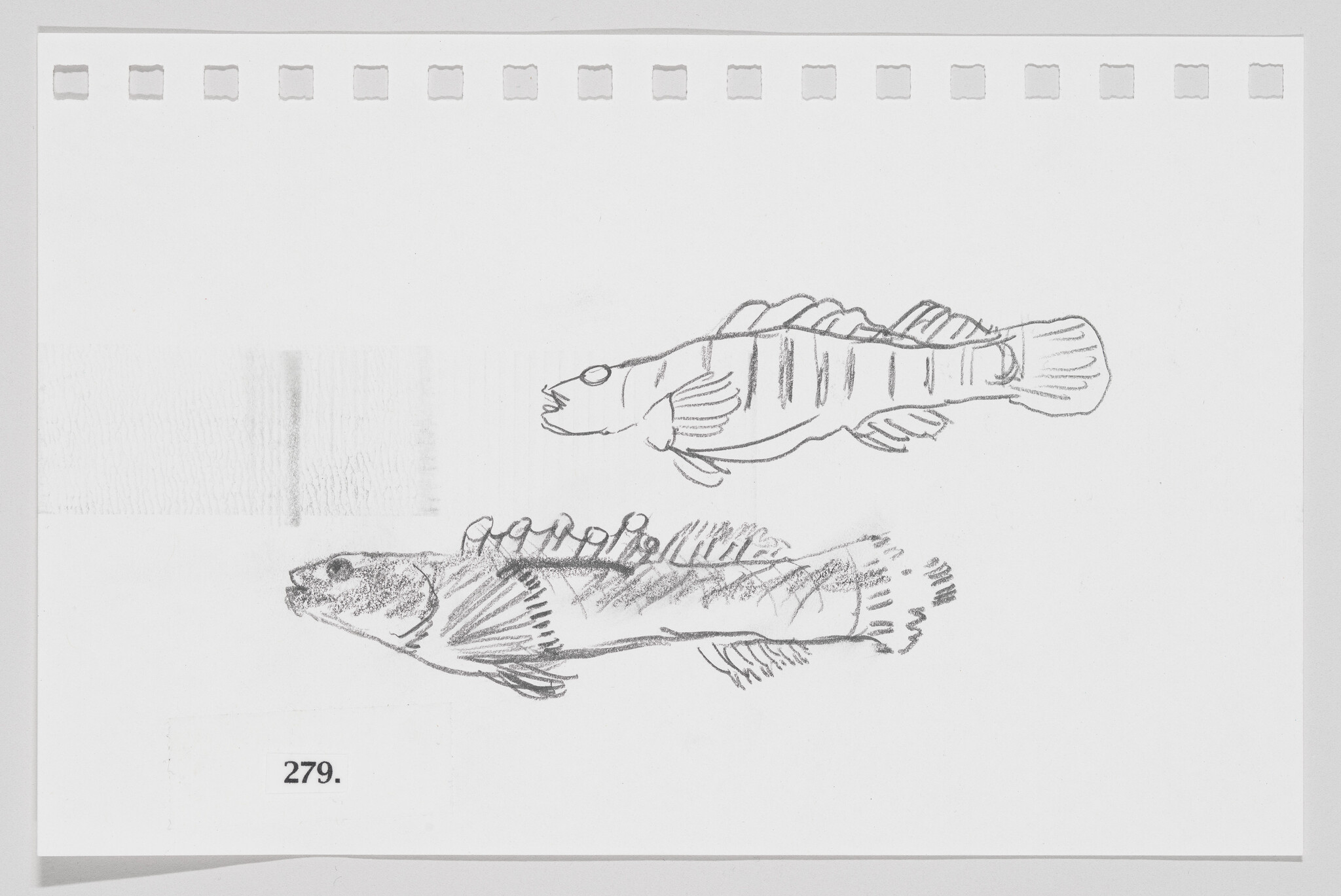 Sketch of two fish on a piece of paper with the number 279 printed at the bottom.