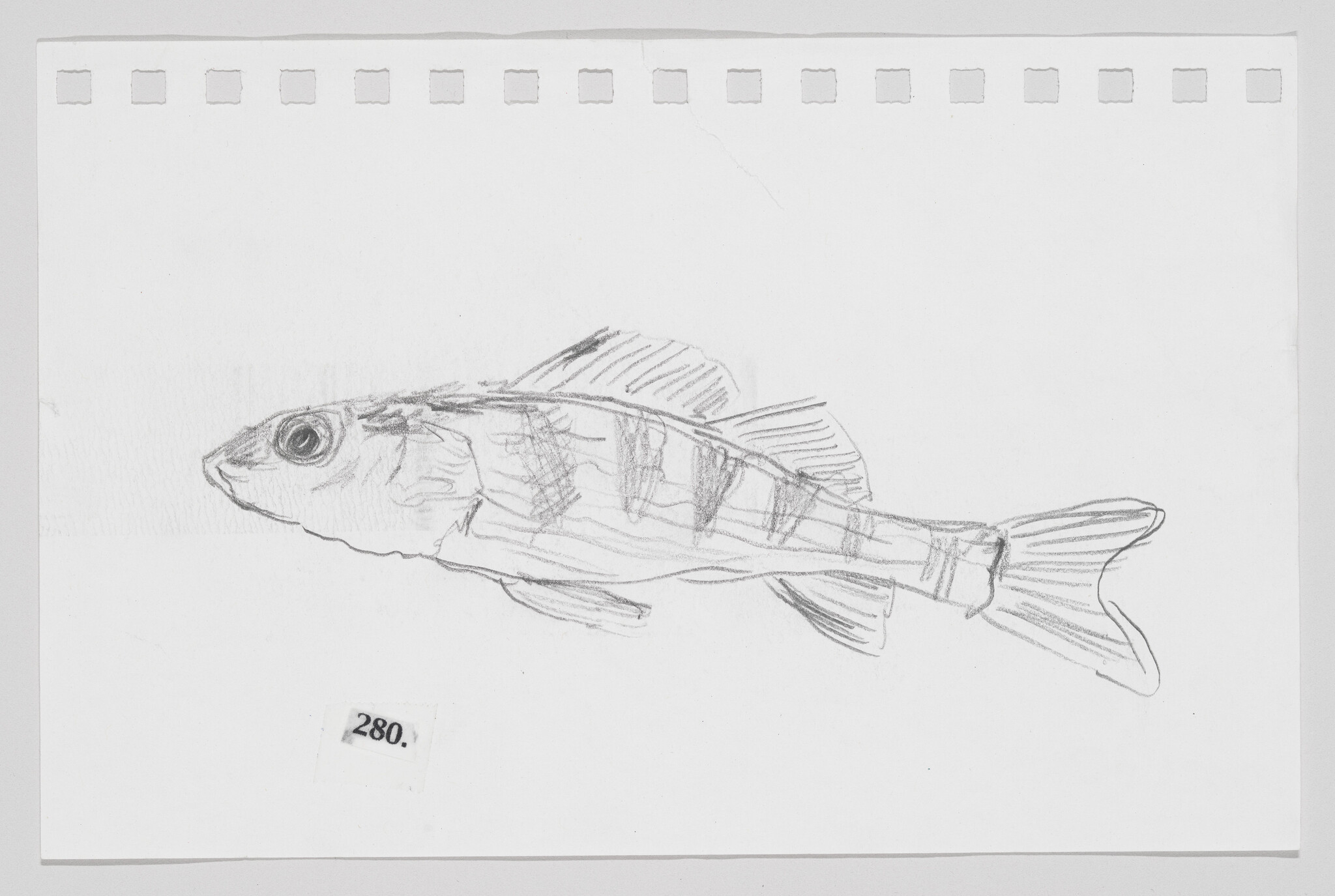 Pencil sketch of a fish on paper with perforated edges, number 280 labeled at the bottom left.