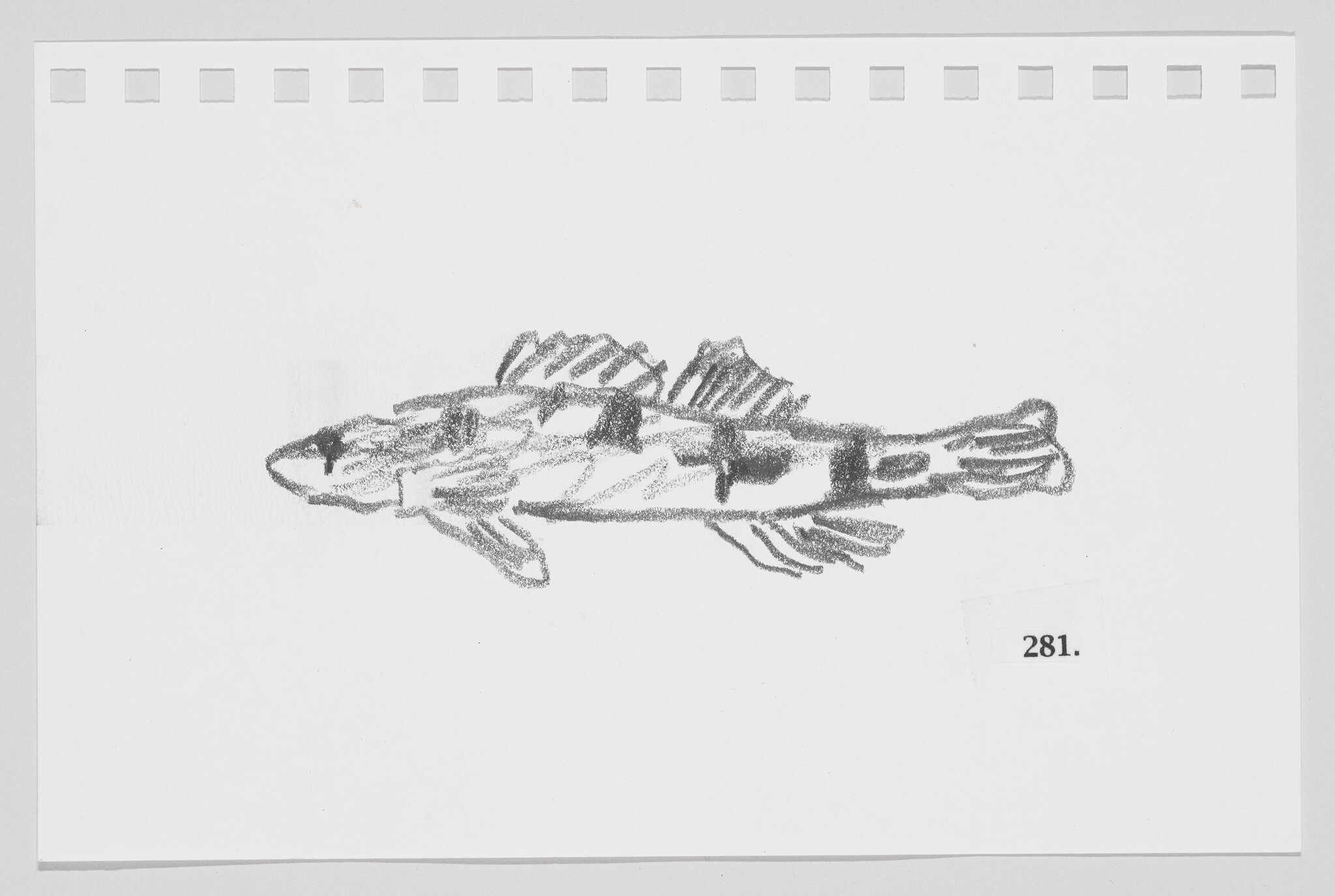 Sketch of a fish on a white background with the number 281 printed below it.