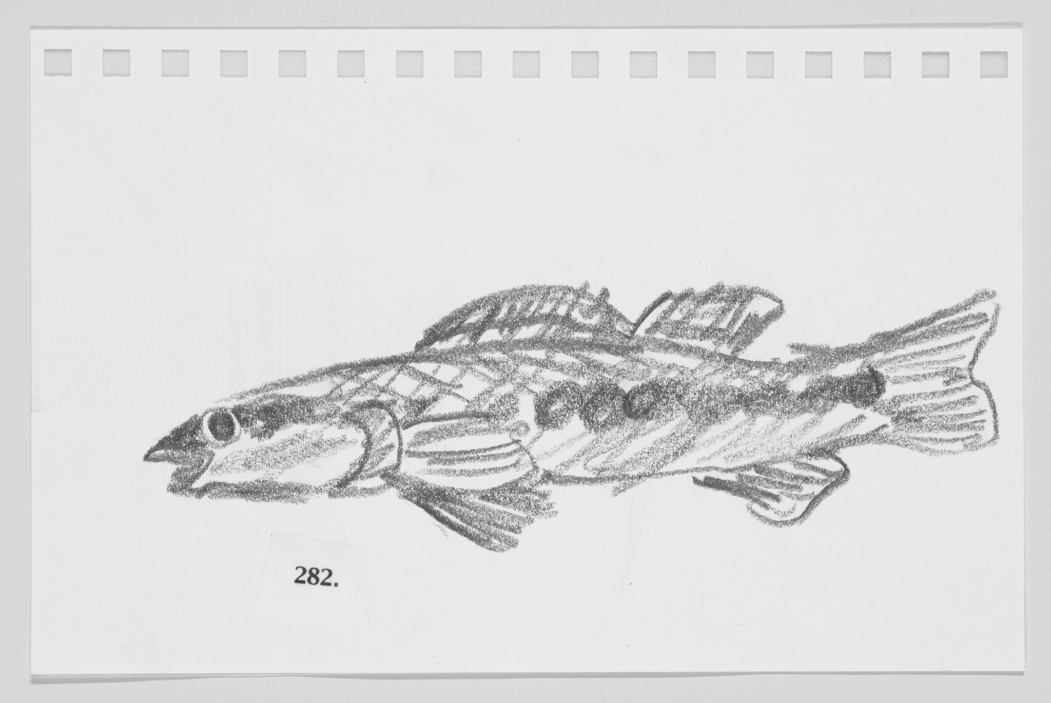 Sketch of a fish on a piece of paper with the number 282.