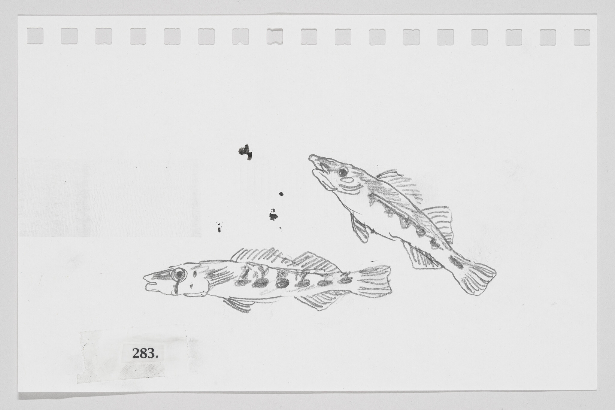 Sketch of two fish on a piece of paper with number 283 printed on it.