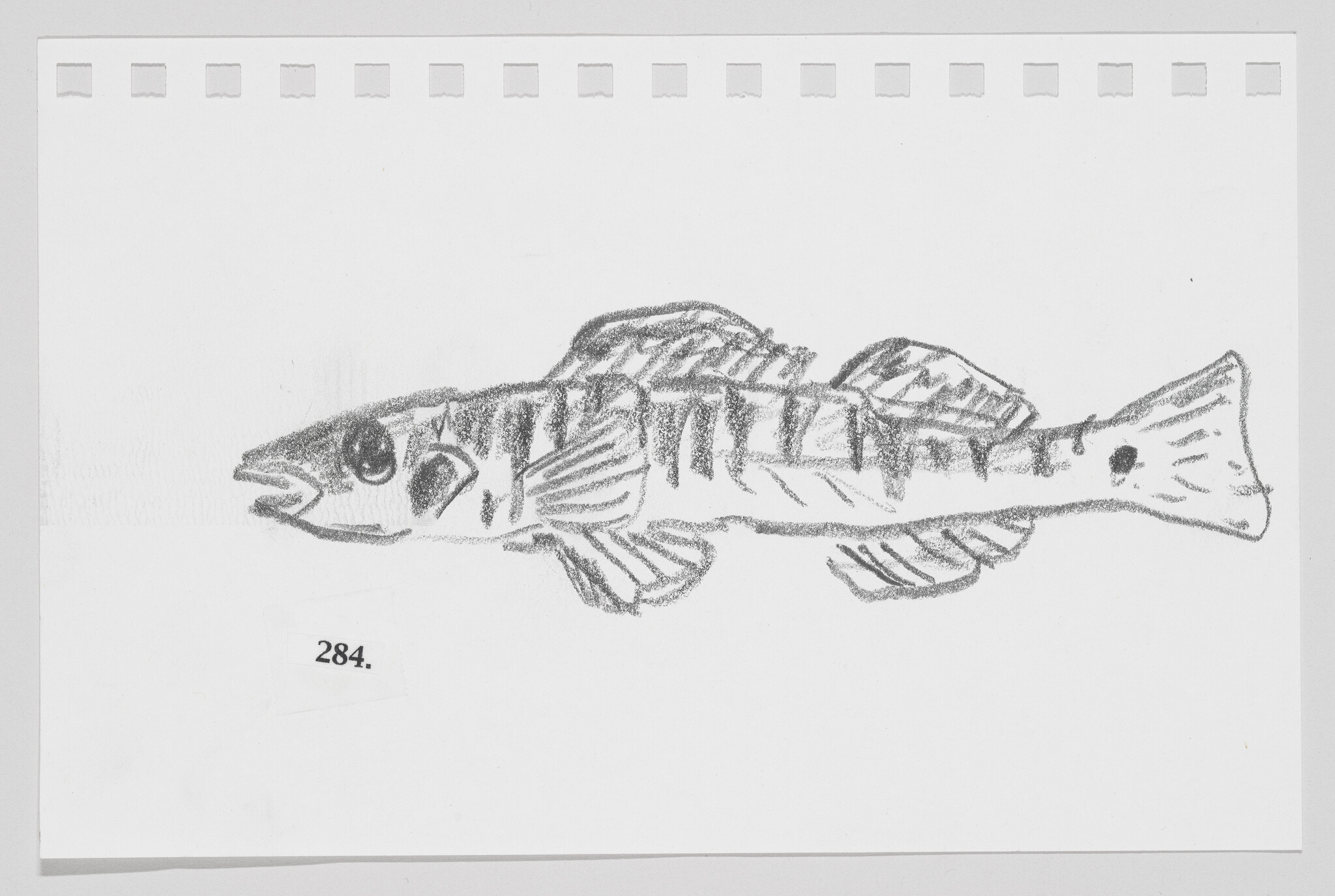 Pencil sketch of a fish on a piece of paper with perforated edges, labeled with the number 284.