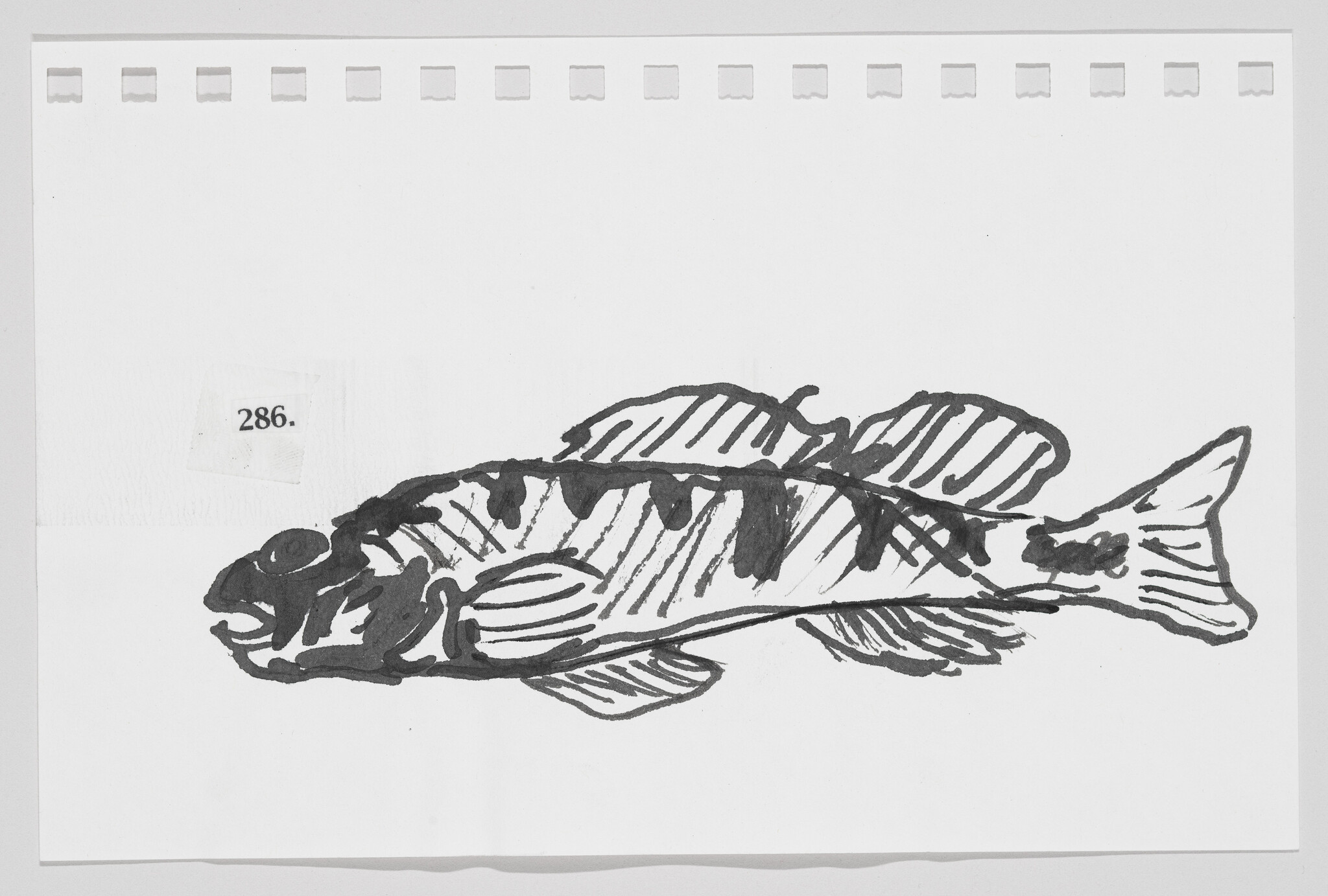 Sketch of a fish on a piece of paper with perforated edges, labeled "286."