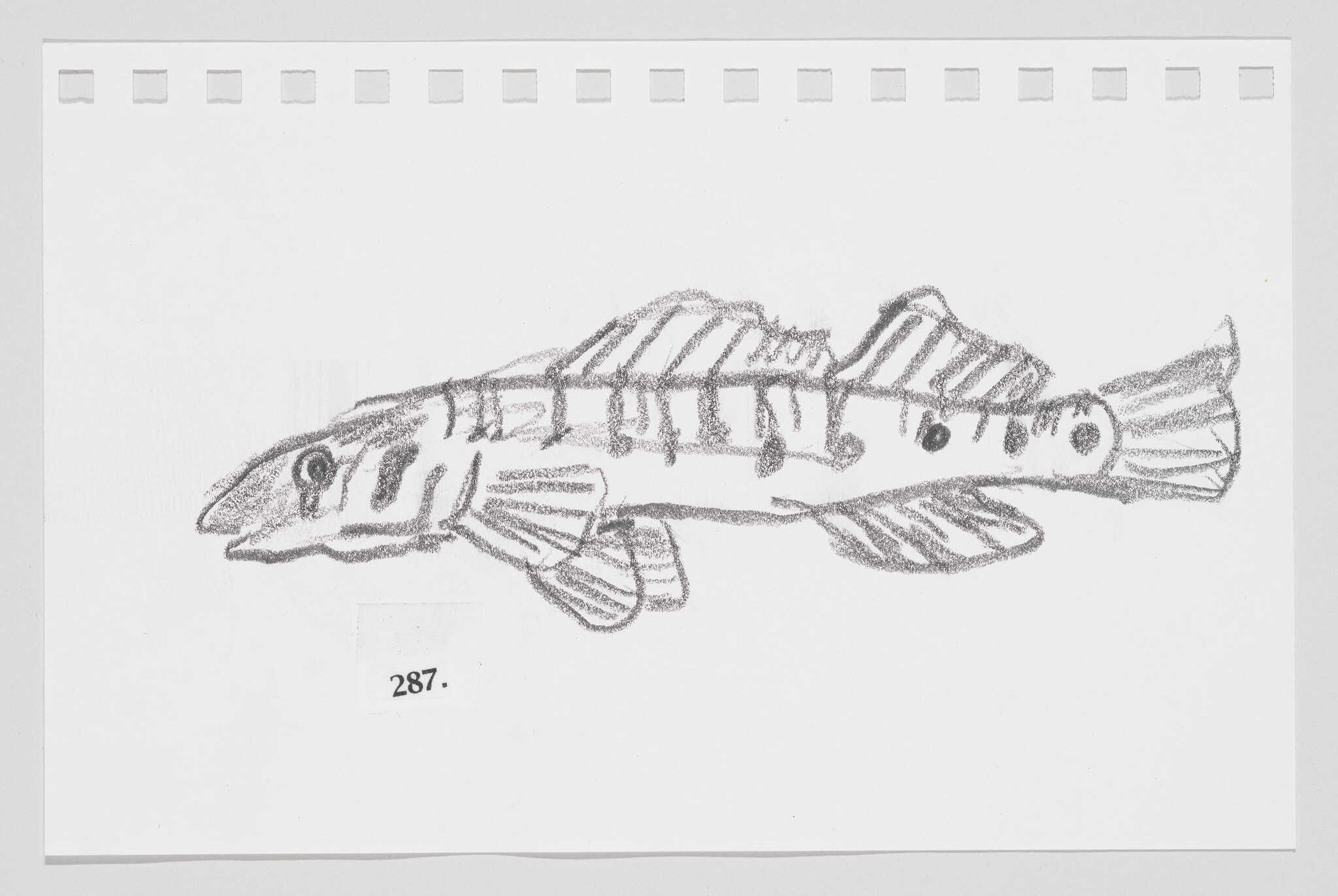 Hand-drawn sketch of a striped fish on a piece of paper with perforated edges, labeled with the number 287.